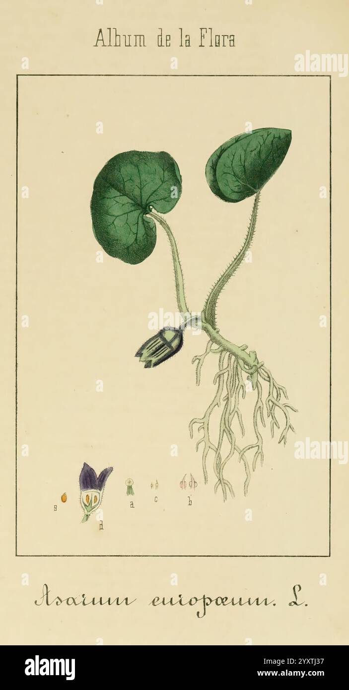 Album de la Flora me?Dico-Farmace?utica e? Industrie, Indi?gena y exo?tica, Madrid, Impr. De la Galeria literaria, 1862-64, Heilpflanzen, Bildwerke, Botanik, diese Illustration zeigt eine botanische Darstellung einer Pflanze mit detaillierten Blättern und Wurzeln. Die Pflanze, die als Asarum europaeum L..jpg,' bezeichnet wird, zeichnet sich durch ihre breiten, herzförmigen Blätter aus, die aus dem Boden herausragen. Direkt unter dem Boden sind die Wurzeln dargestellt, die die Verbindung der Pflanze zur Erde betonen. Eine kleine Blume, die unten abgebildet ist, verleiht einen Hauch von Farbe und unterstreicht das Repro der Pflanze Stockfoto