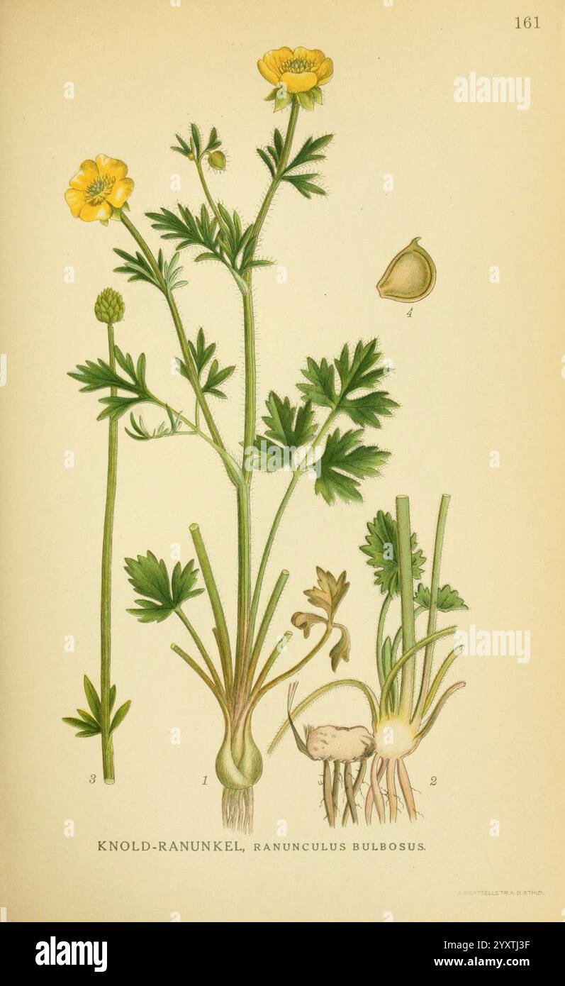 Billeder af nordens Flora København, G.E.C. Gad's forlag, 1917-1927, Plants, Finnland, Skandinavien, der New York Botanical Garden, Bildwerke, Ranunculus bulbosus, die Illustration zeigt eine botanische Studie über die knollenförmige Butterblume, wissenschaftlich bekannt als Ranunculus bulbosus. Die detaillierte Darstellung zeigt die charakteristischen hellgelben Blüten der Pflanze, mit Etiketten, die verschiedene Teile der Pflanze anzeigen. Das Laub ist mit komplexen Blattmustern versehen, die die gezackten Kanten und die markante Form hervorheben. Neben dem Blütenstamm befinden sich beschriftete Abbildungen, die das u zeigen Stockfoto