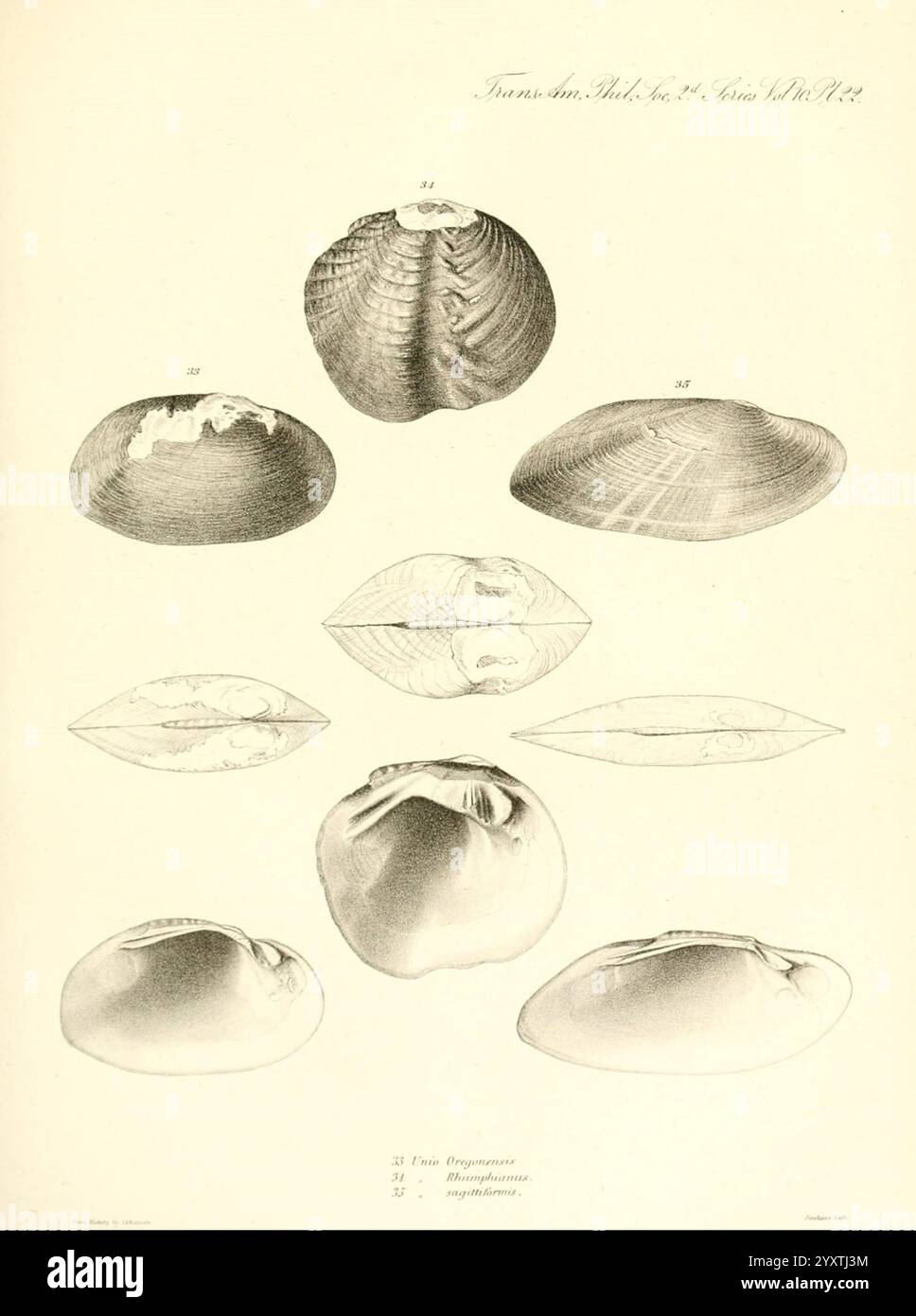 Transaktionen der American Philosophical Society, Philadelphia, der Wissenschaft, der Gesellschaften usw., die Abbildung zeigt eine detaillierte Untersuchung verschiedener Muschelschalen, die ihre unterschiedlichen Formen und Texturen zeigen. Das Bild ist in einem systematischen Layout angeordnet und zeigt mehrere Ansichten jeder Schale an, wobei Merkmale wie geriffelte Muster, glatte Oberflächen und unterschiedliche Größen hervorgehoben werden. Die Schalen sind mit numerischen Beschriftungen gekennzeichnet, die unterschiedliche Arten oder Klassifizierungen anzeigen. Die Komposition betont die Vielfalt der Bivalenmorphologie und veranschaulicht sowohl die künstlerischen als auch die wissenschaftlichen Ansätze t Stockfoto