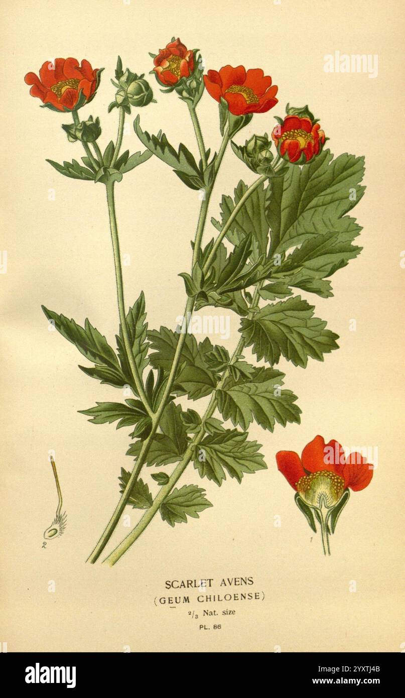 Lieblingsblumen des Gartens und Gewächshauses, London und New York, Frederick warne & Co, 1896-97, Frankreich, 19. Jahrhundert, Icons, Blumenzucht, Chromolithographie, Pflanzen Ornamental, Geum Magellanicum, Eine botanische Illustration von Scharlach-Avens (Geum chiloense), die seine leuchtend roten Blüten mit einer ausgeprägten, mehrschichtigen Blütenstruktur zeigt. Die Pflanze hat üppig grüne, gezackte Blätter, die einen schönen Kontrast zu den farbenfrohen Blüten bilden. Deutlich sichtbar positioniert sind verschiedene Phasen der Blüte, einschließlich einer vollständig geöffneten Blüte und einer Seitenansicht einer blühenden Blüte. Die Abbildung zeigt einen kleinen Detai Stockfoto