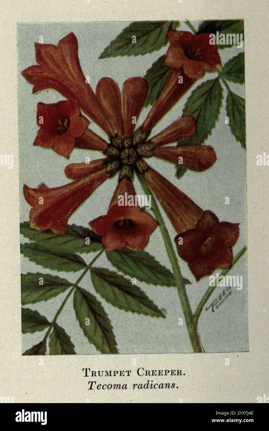 Wildflowers östlich der Rockies, New York, 1910, USA, Wildflowers, Eine detaillierte botanische Illustration mit der Trompete Creeper, wissenschaftlich bekannt als Tecoma radicans. Das Kunstwerk zeigt eine Ansammlung von leuchtenden rötlich-orangen trompetenförmigen Blüten, jede mit ausgestellten, Blütenblättern ähnlichen Lappen. Diese Blüten entstehen von einem zentralen Punkt, umgeben von üppigen, grünen Blättern, die eine ausgeprägte, belaubte Struktur haben. Die komplizierten Details heben die Textur der Blütenblätter und die Adern auf den Blättern hervor und bieten eine klare Darstellung dieser Kletterrebe, die häufig in Gärten und natürlichen h zu finden ist Stockfoto