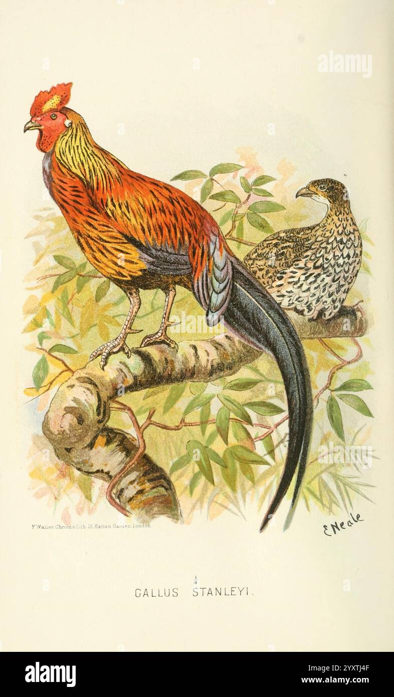 Indische, Sporting, Birds, London, Francis, Edwards, 1915, Vögel, Wild und Game, Birds, India, die Szene zeigt eine lebhafte Darstellung von Gallus stanleyi, auch bekannt als Stanley's Huhn, majestätisch auf einem Ast, umgeben von üppigem Laub. Der männliche Vogel zeigt ein brillantes Gefieder mit auffälligen Rot- und Orangetönen, ergänzt durch einen langen, fließenden schwarzen Schwanz. In der Nähe ist ein weiblicher Vogel zu sehen, der dezentere Braun- und Grautöne aufweist und sich nahtlos in die natürliche Umgebung einfügt. Der Künstler fängt die komplizierten Details der Vogelfedern und die sanften Kurven von t ein Stockfoto