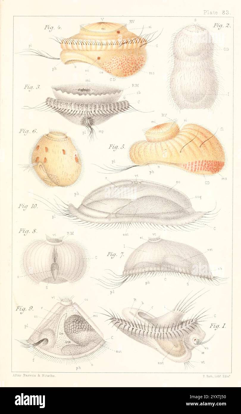 Eine Geschichte der britischen Marine Polyzoa, London, J. Van Voorst, 1880, Bryozoa, diese Illustration zeigt eine Sammlung detaillierter wissenschaftlicher Zeichnungen verschiedener Weichtierstrukturen und -Formen. Jede Figur ist sorgfältig beschriftet und zeigt spezifische anatomische Merkmale und Variationen. Die Abbildungen zeigen Beispiele für Muscheln, Körperteile und verschiedene Morphologien, was die Vielfalt der Muscheln verdeutlicht. Die Klarheit der Darstellungen unterstreicht die komplizierten Texturen und Formen und gibt Einblicke in die Klassifizierung und Identifizierung dieser Meeresorganismen. Jede beschriftete Sektio Stockfoto