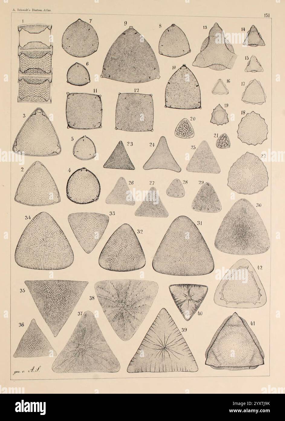 Atlas der Diatomaceen-Kunde, Leipzig, O.R. Reisland, 1874-1819, Atlanten, Bacillariophyceae, Eine Reihe sorgfältig angeordneter dreieckiger und polygonaler geometrischer Formen, die jeweils unterschiedliche Muster und Texturen aufweisen. Die Formen variieren in Größe und Komplexität und zeigen verschiedene Oberflächendesigns, die von glatten bis hin zu detailreichen Oberflächen reichen. Einige Stücke weisen ausgeprägte lineare Gravuren auf, andere haben strukturierte Oberflächen, die natürlichen Elementen ähneln. Diese Zusammenstellung hebt die Schönheit und Komplexität geometrischer Formen hervor und lädt zur Analyse und Wertschätzung ihrer künstlerischen und mathematischen Formen ein Stockfoto