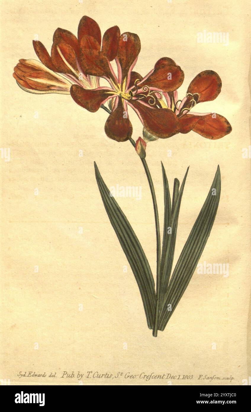 Curtis's Botanical Magazine, London, New York, Botanik, Zeitschriften, Bildwerke, Curtis, Tritonia fenestrata, Taxonomie: Family= Iridaceae, Sydenham Teast Edwards, Südafrika, Eine wunderschön illustrierte botanische Darstellung, die eine Gruppe von leuchtenden rötlich-orangen Blumen mit langen Blütenblättern und markanten Staubblättern zeigt, die anmutig auf einem schlanken Stiel angeordnet sind. Die Blätter sind lang, schmal und grün und bilden einen kontrastierenden Hintergrund für die markanten Blüten. Die komplizierten Details erfassen die natürliche Schönheit und die zarte Struktur jeder Blume und heben die Kunstfertigkeit der botanischen Illustrationen hervor Stockfoto