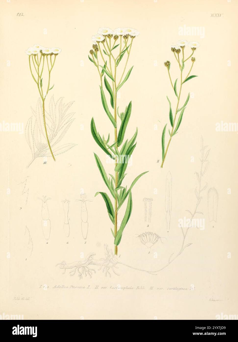 Icones florae Germanicae et Helveticae, Simul Pedemontanae, Tirolensis, Istriacae, Dalmaticae, Austriacae, Hungaricae, Transylvanicae, Moravicae, Borussicae, Holsaticae, Belgicae, Hollandicae, ergo Mediae Europae. Lipsiae, F. Hofmeister 1834-1912. [v. 1, 1850], Europa, Bildwerke, Pflanzen, diese Abbildung zeigt die empfindliche Struktur einer blühenden Pflanze und zeigt mehrere Wachstumsstufen und Details. Die zentrale Figur zeigt den langen Stiel, der mit kleinen weißen Blüten verziert ist, die jeweils mit komplizierten Details dargestellt sind. Neben dem Hauptwerk befinden sich zwei zusätzliche Ausblicke, Il Stockfoto