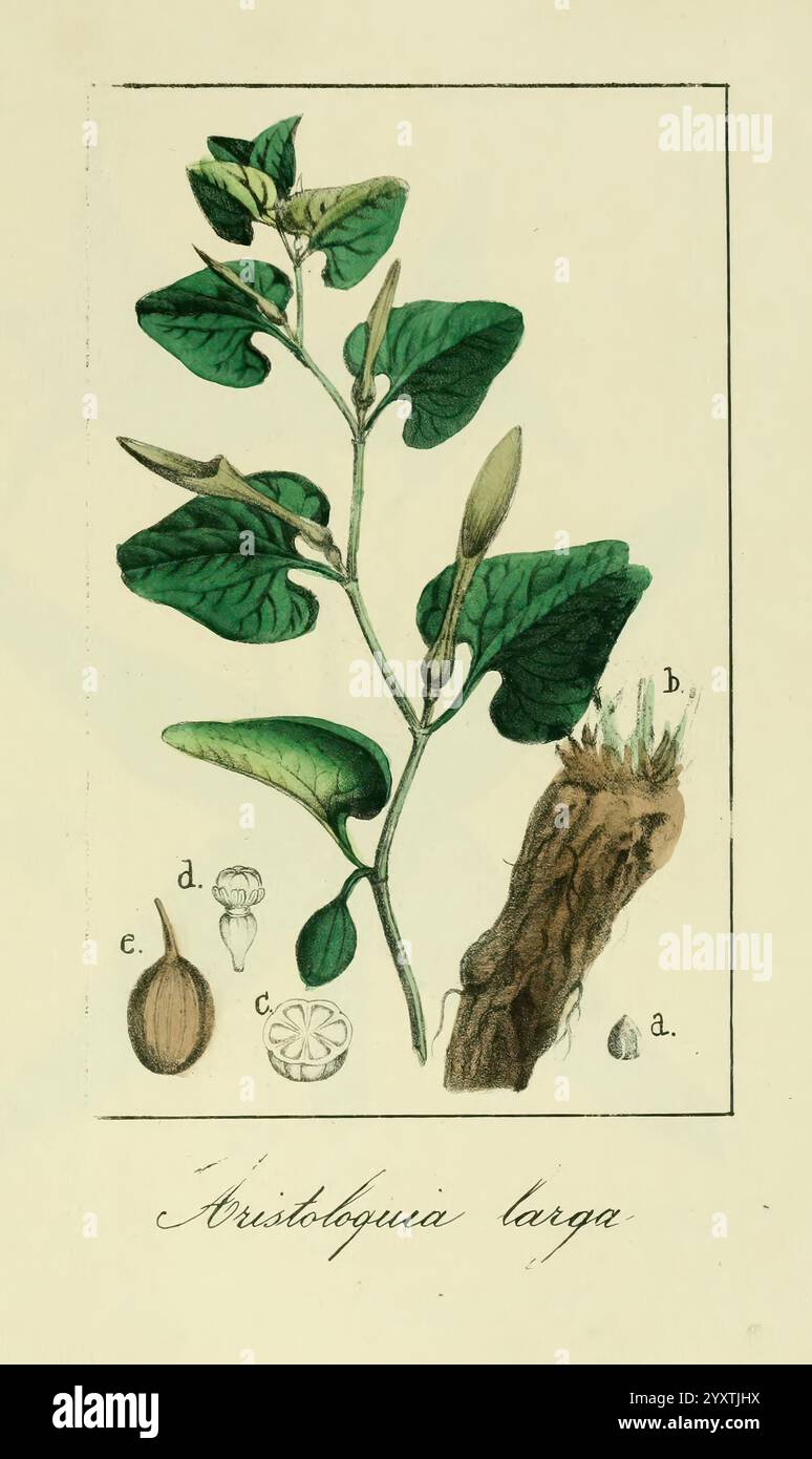 Album de la Flora me?Dico-Farmace?utica e? Industrie, Indi?gena y exo?tica, Madrid, Impr. De la Galeria literaria, 1862-64, Heilpflanzen, Bildwerke, Botanik, die Abbildung zeigt eine detaillierte Untersuchung der Aristolochia longa Pflanze, die allgemein für ihre charakteristischen herzförmigen Blätter und ihre Blütenstruktur bekannt ist. Der Hauptstamm zeigt üppiges grünes Laub, das einzelne Blätter mit ihrer geäderten Textur hervorhebt. Um die Pflanze herum befinden sich beschriftete Abschnitte, die verschiedene Teile beschreiben: Die Blüten-, Samen- und Wurzelstruktur, die jeweils sorgfältig gerendert werden, um Klarheit über das A der Pflanze zu schaffen Stockfoto
