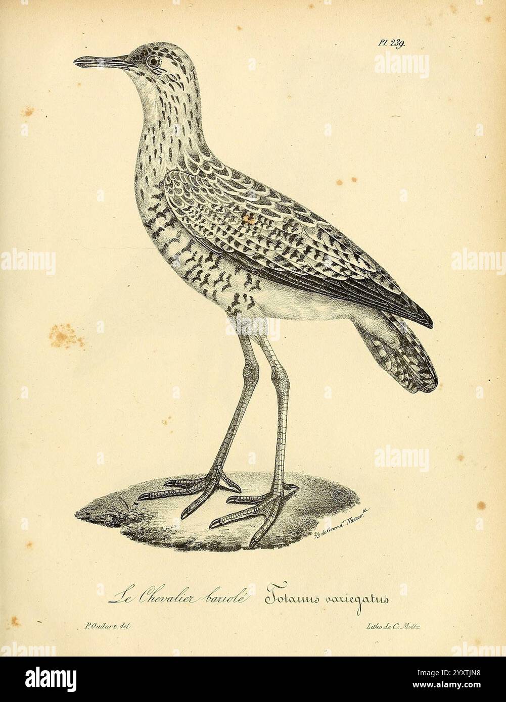 La galerie des oiseaux, Paris, Carpentier-Méricourt, 1834, Vögel, malerische Werke, Eine detaillierte Illustration eines Vogels, bekannt als der Spotted Crake, mit seinem charakteristischen langen Körper und seinen langen Beinen. Der Vogel wird aufrecht stehend dargestellt und zeigt sein einzigartiges gesprenkeltes Gefieder, das Braun- und Grautöne verschmilzt, sodass er sich nahtlos mit seinem Feuchtgebiet tarnen kann. Der scharfe Schnabel und die aufmerksame Haltung deuten auf Wachsamkeit hin, typisch für eine Art, die Sumpfgebiete bevorzugt. Die eleganten Linien und Muster auf den Federn sind aufwändig gezeichnet und unterstreichen die natürliche Schönheit dieses elusiv Stockfoto