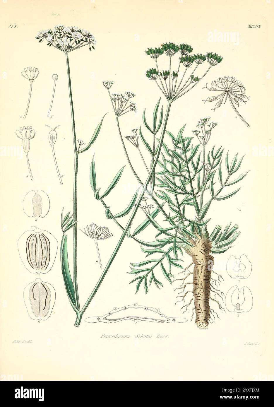 Icones florae Germanicae et Helveticae, Simul Pedemontanae, Tirolensis, Istriacae, Dalmaticae, Austriacae, Hungaricae, Transylvanicae, Moravicae, Borussicae, Holsaticae, Belgicae, Hollandicae, ergo Mediae Europae. Lipsiae, F. Hofmeister 1834-1912. [v. 1, 1850], Europa, Bildwerke, Pflanzen, diese botanische Illustration zeigt die Pflanzenart *Peucedanum ostruthium*, allgemein bekannt als Masterwort. Die Komposition zeigt verschiedene Teile der Pflanze, einschließlich ihrer charakteristischen Wurzeln, Stämme und detaillierten Blattstrukturen. Um die zentrale Darstellung herum sind Abbildungen von Blume h gekennzeichnet Stockfoto