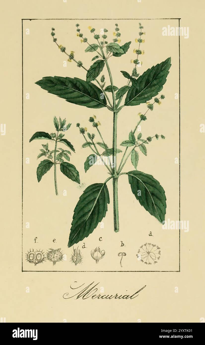 Album de la Flora me?dico-farmace?utica e Industrial, indi?gena y exo?tica, Madrid, Impr. De la Galeria literaria, 1862-64, Heilpflanzen, Bildwerke, Botanik, eine Illustration zeigt eine detaillierte Darstellung einer Pflanze mit der Bezeichnung „Mercurial“, die sich durch ihre breiten grünen Blätter und kleinen Gruppen weißer und gelber Blüten auszeichnet. Die Hauptabbildung wird durch mehrere kleinere botanische Skizzen ergänzt, die verschiedene Teile der Pflanze zeigen, einschließlich Blumenstrukturen und Blattdesigns. Das Label betont die wissenschaftliche Erforschung und Klassifizierung dieser Art und hebt hervor Stockfoto