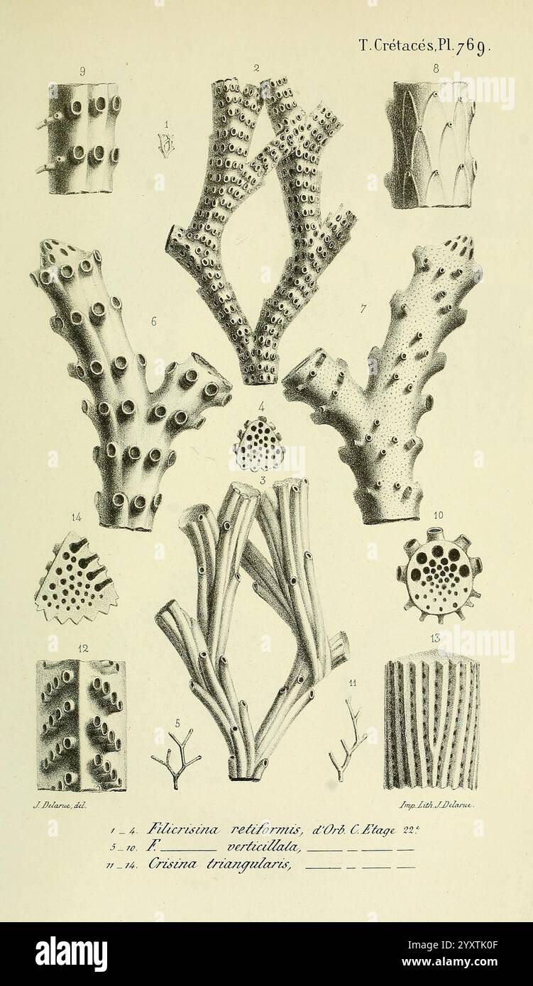 Paris Chez l'auteur 1840-1894 France Paläontologie Jurassic Tertiary Kreidezeit Paläobotanik Mollusken Fossil Seeigel Fossil, diese illustrierte Platte zeigt verschiedene Arten von Korallenstrukturen und hebt komplizierte Details und einzigartige Formen hervor. Jede Probe ist sorgfältig mit einer entsprechenden Nummer als Referenz gekennzeichnet. Die Entwürfe umfassen verzweigte Formationen, Tuberkeln und verschiedene Oberflächenstrukturen, die die Vielfalt der Meereskorallenarten veranschaulichen. Die präzisen Abbildungen geben einen klaren Blick auf die organische Architektur, die für das Verständnis von Korallenmorpholo unerlässlich ist Stockfoto