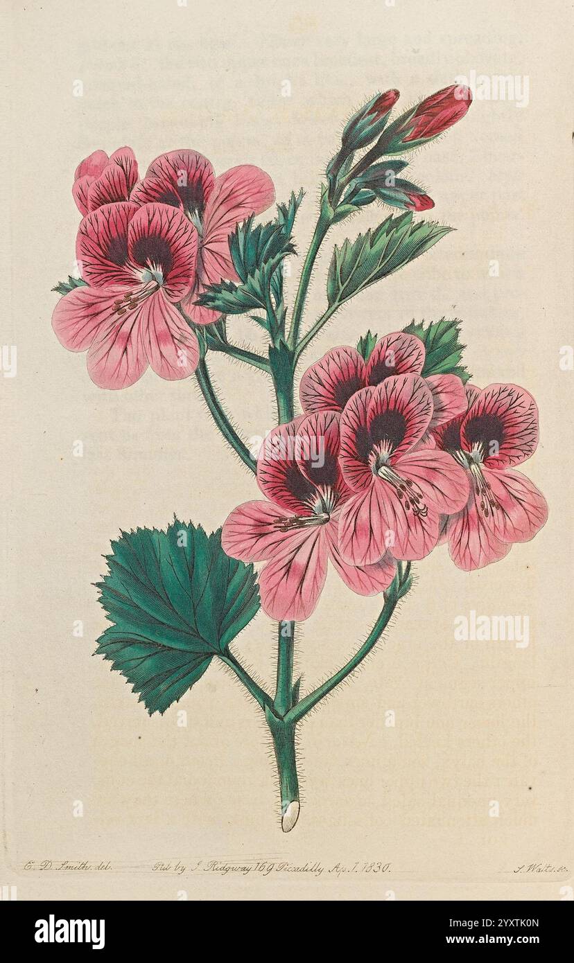 Geraniaceae, London, gedruckt für James Ridgway, Piccadilly, 1820-1830, 19. Jahrhundert, England, Gravuren, Geraniaceae, Geranien, Großbritannien, Handmalerei, diese Illustration zeigt eine zarte Darstellung einer blühenden Pflanze mit leuchtenden rosa und roten Blüten mit komplizierten Details in den Blütenblättern. Die Blüten sind in Gruppen angeordnet, was eine auffällige visuelle Wirkung auf das Laub erzeugt. Breite, gezackte Blätter bilden eine üppige Kulisse für die Blüten und betonen die natürliche Schönheit der Pflanze. Die Komposition ist elegant ausgewogen und lädt die Zuschauer dazu ein, das Innere zu schätzen Stockfoto