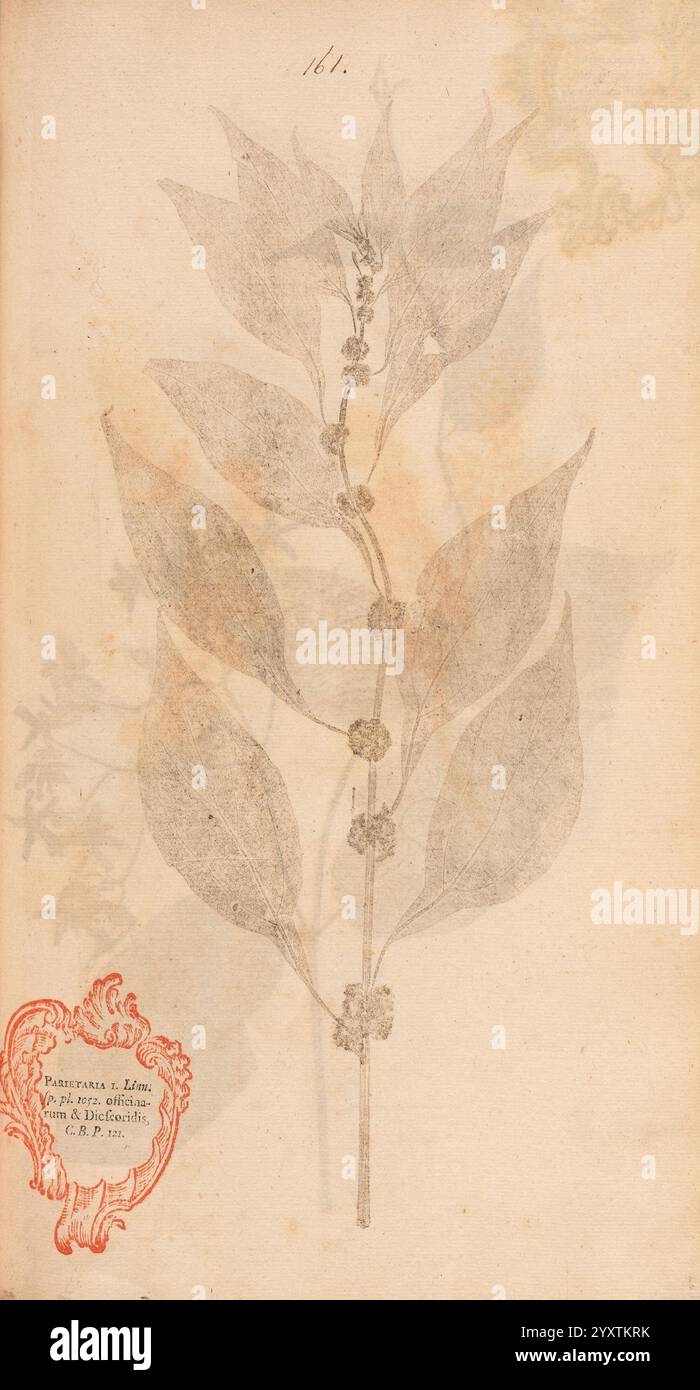 Flora Berolinensis Berlin die Schule 1757-1758 Parietaria officinalis Berlin Botanik Deutschland Naturdrucke Bildwerke Pflanzen Exemplare, Eine botanische Illustration mit einem Zweig mit langen Blättern und kleinen runden Knospen, die die natürliche Schönheit und die Feinheiten der Pflanze zeigt. Die Blätter sind symmetrisch angeordnet, wodurch ein elegantes Design entsteht, das die organische Form unterstreicht. Ein dekorativer roter Stempel in der linken unteren Ecke verleiht einen historischen Touch und weist auf wissenschaftliche oder archivliche Bedeutung hin. Der Hintergrund ist subtil strukturiert, was die optische Anziehungskraft der Pflanzendetails unterstreicht. Stockfoto
