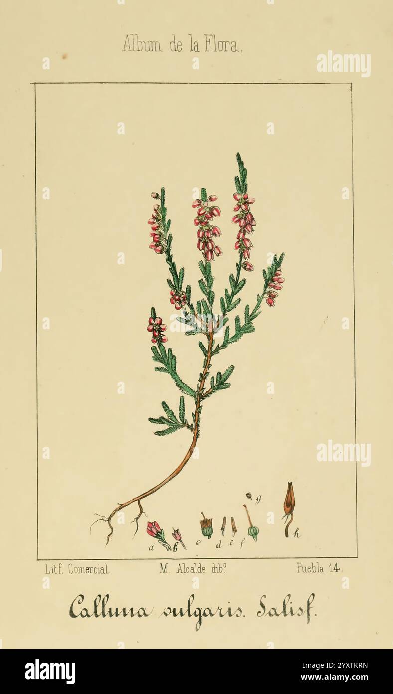Album de la Flora me?Dico-Farmace?utica e? Industrie, Indi?gena y exo?tica Madrid, impr. De la Galeria literaria, 1862-64, Botanik, Wirtschaft, Heilpflanzen, malcalde, diese Illustration zeigt eine botanische Studie von *Calluna vulgaris*, allgemein bekannt als Heidekraut. Die Pflanze verfügt über schlanke, aufrechte Stiele, die mit kleinen, nadelförmigen Blättern verziert sind, die ein üppiges grünes Aussehen schaffen. An den Stämmen blühen leuchtende rosa-violette Blüten, die die dekorative Schönheit der Pflanze zeigen. Die Hauptdarstellung wird durch kleinere Abbildungen ergänzt Stockfoto