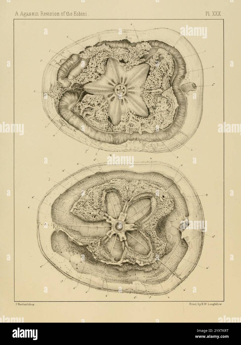 Revision der Echini Cambridge [Mass.], University Press, 1872-1874. Klassifizierung Echinodermata Seeigel Museum of Comparative Zoology, die Abbildung zeigt zwei detaillierte Querschnitte von Echinoiden, oder Seeigeln, die ihre komplexen inneren Strukturen zeigen. Der obere Teil zeigt ein sternförmiges Muster in der Mitte, umgeben von strahlenden Linien und Texturen, während der untere Teil ein ähnliches florales Motiv hervorhebt, das die Symmetrie und Komplexität dieser Meeresorganismen unterstreicht. Beide Abschnitte sind akribisch mit Zahlen und Bezugspunkten versehen, was einen Schi bietet Stockfoto