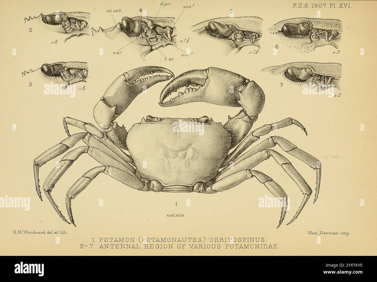 Proceedings of the Zoological Society of London, London, Academic Press Periodicals, Zoology, Crabs, diese Abbildung zeigt eine detaillierte wissenschaftliche Darstellung einer Krabbe, insbesondere der Art Potamocarcinus ortmannii. Im Mittelpunkt steht die auffällige Anatomie der Krabbe mit ihren robusten Klauen und ihrer segmentierten Körperstruktur. Um die Hauptfigur herum befinden sich mehrere kleinere Skizzen, die jeweils verschiedene Aspekte der Morphologie der Krabbe hervorheben, einschließlich der Beine und verschiedener Ansichten des Exoskeletts. Diese Abbildungen betonen die komplizierten Details der Merkmale der Krabbe, einschließlich Stockfoto