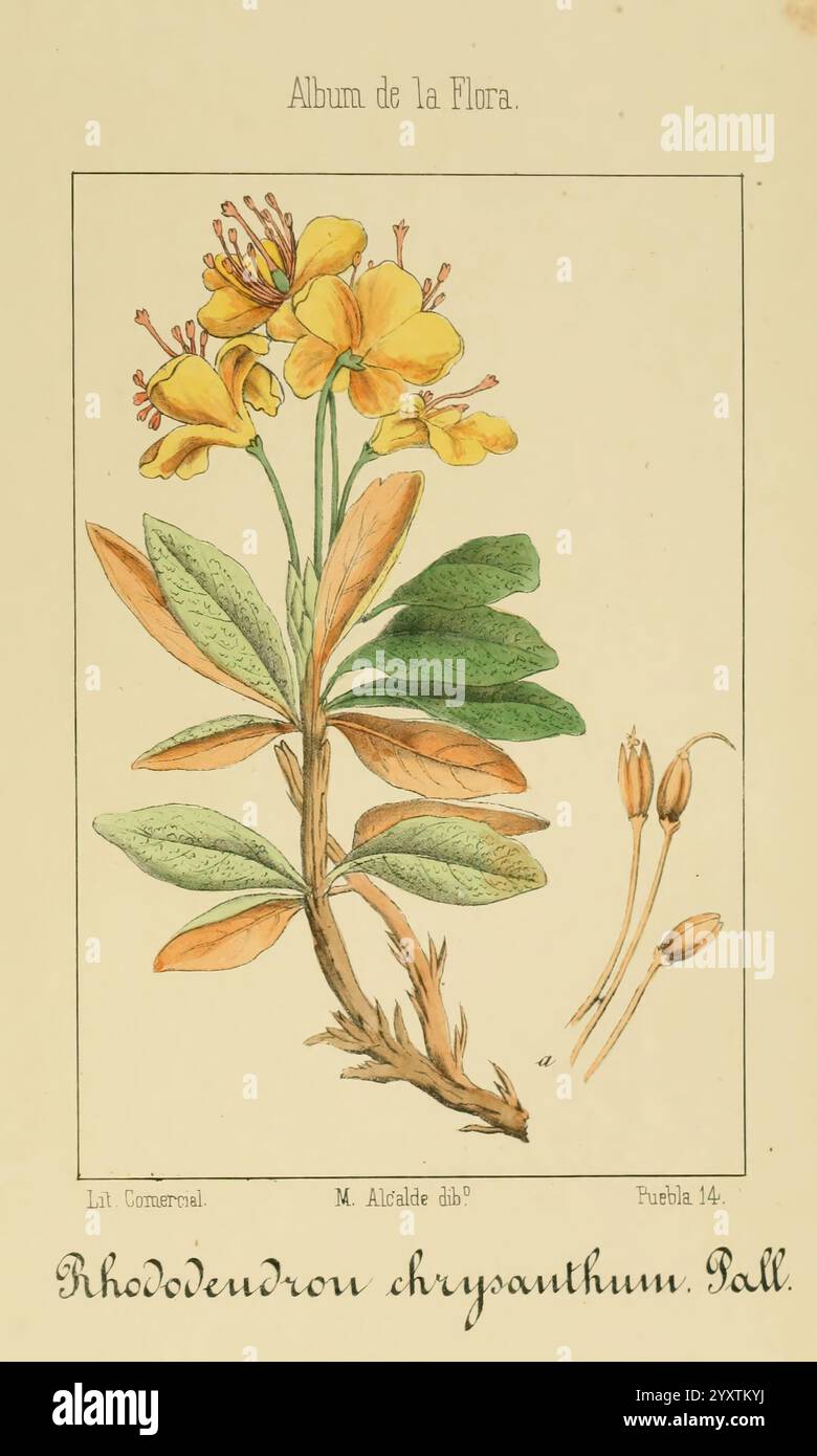 Album de la Flora me?Dico-Farmace?utica e? Industrie, Indi?gena y exo?tica, Madrid, Impr. De la Galeria literaria, 1862-64, Botanik, Wirtschaft, Heilpflanzen, malerische Werke, der New York Botanical Garden, Malcalde, Eine botanische Illustration, die eine blühende Pflanze darstellt, die als Rhododendron chrysanthum bekannt ist. Das Kunstwerk zeigt eine Gruppe von zarten gelben Blumen mit fünf Blütenblättern, die jeweils eine subtile Abstufung zeigen. Die Blätter sind gestreckt und haben eine glänzende Textur, die symmetrisch um den Stiel angeordnet ist. Die Hauptabbildung wird durch weitere Details ergänzt, darunter auch kleinere botanische El Stockfoto