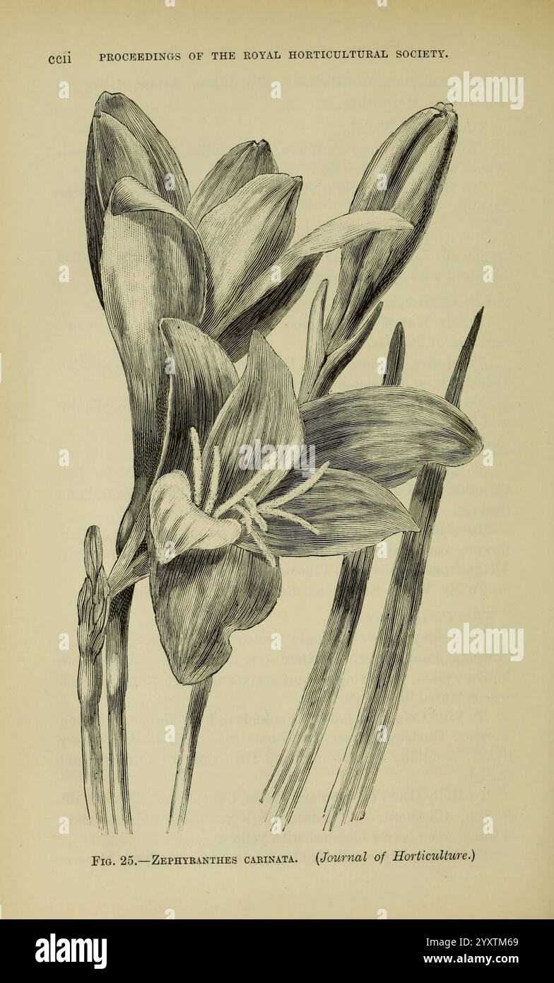 Journal of the Royal Horticultural Society of London, gedruckt für die Royal Horticultural Society von Spottiswoode & Co. Botany Fruit Culture Gardening Gartenbau Periodicals Societies usw tuinbouw tuinen tuinen tuinieren, eine komplizierte Illustration, die die Zephyranthes carinata, allgemein bekannt als die Regenlilie, darstellt. Die Zeichnung zeigt die zarte Struktur der Blüten und hebt ihre langen Blütenblätter und ihre unverwechselbare Form hervor. Über den Blüten erheben sich schlanke, blattartige Stiele, die die botanische Eleganz unterstreichen. Der Begleittext verweist auf die Arbeiten des Königlichen Gartenbaus Stockfoto