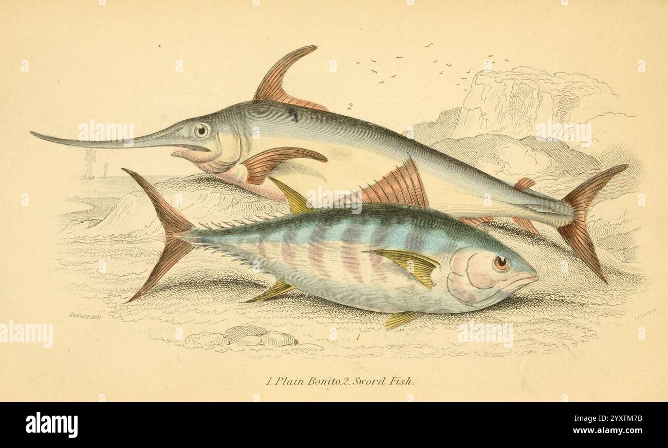 Die, natürliche, Geschichte, von, Briten, Fishes Edinburgh, W. H. Lizars, 1843., die Abbildung zeigt zwei unterschiedliche Meeresarten, die ihre einzigartigen Eigenschaften zeigen. Das obere Exemplar ist ein Schwertfisch, erkennbar an seinem langgestreckten, spitz zulaufenden Schnabel und seinem stromlinienförmigen Körper, der eine schnelle Bewegung durch das Wasser unterstützt. Darunter befindet sich ein kleinerer Fisch, der einem Thunfisch ähnelt, der durch seine robuste Form und die leuchtenden horizontalen Streifen an den Seiten gekennzeichnet ist. Die Kulisse deutet auf eine Unterwasserumgebung mit subtilen Umrissen von Felsformationen und Wellen hin, die den natürlichen Lebensraum dieser aquatischen C betonen Stockfoto Die, natürliche, Geschichte, von, Briten, Fishes Edinburgh, W. H. Lizars, 1843., die Abbildung zeigt zwei unterschiedliche Meeresarten, die ihre einzigartigen Eigenschaften zeigen. Das obere Exemplar ist ein Schwertfisch, erkennbar an seinem langgestreckten, spitz zulaufenden Schnabel und seinem stromlinienförmigen Körper, der eine schnelle Bewegung durch das Wasser unterstützt. Darunter befindet sich ein kleinerer Fisch, der einem Thunfisch ähnelt, der durch seine robuste Form und die leuchtenden horizontalen Streifen an den Seiten gekennzeichnet ist. Die Kulisse deutet auf eine Unterwasserumgebung mit subtilen Umrissen von Felsformationen und Wellen hin, die den natürlichen Lebensraum dieser aquatischen C betonen Stockfoto