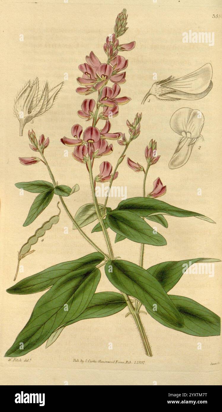 Curtis's Botanical Magazine, London, New York, botanische Illustration, Botanik, Zeitschriften, Bildwerke, Pflanzen ornamental, Curtis, die Illustration zeigt eine zarte Blume aus der Gattung Vicia, die ihre rosa-violetten Blüten in einem Rassismus zeigt. Der Hauptstiel ist mit saftig grünen Blättern verziert, die an den Rändern fein gezackt sind. Die zentrale Pflanzendarstellung wird durch detaillierte Skizzen der Blütenknospen und einzelnen Blütenblätter begleitet, die die komplizierte Struktur und Vielfalt der Arten hervorheben. Die botanischen Kunstwerke betonen die Eleganz der Pflanze und bieten einen Stockfoto