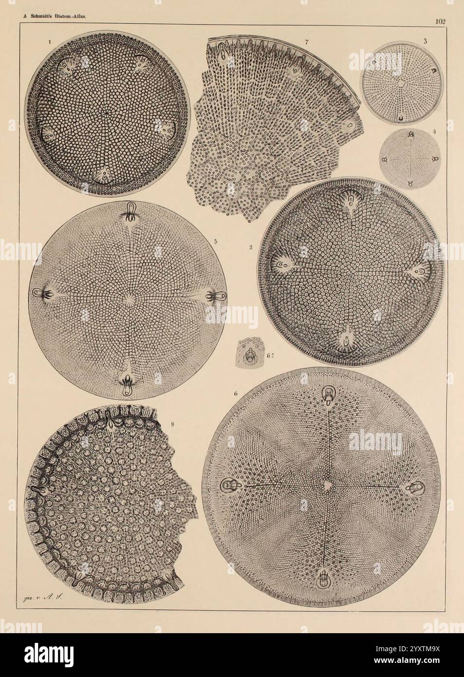 Atlas der Diatomaceen-Kunde, Leipzig, O.R. Reisland, 1874-19, Atlanten, Bacillariophyceae zeigt die Illustration eine Reihe komplizierter Kreisdiagramme, die verschiedene mikroskopische Organismen oder Strukturen darstellen. Jeder Kreis hat ein einzigartiges Muster mit detaillierten Texturen und Arrangements, die die Komplexität und Schönheit biologischer Formen hervorheben. Der obere Abschnitt zeigt größere kreisförmige Formen, während der untere Bereich sowohl kleinere als auch teilweise fragmentierte Formen enthält, was die Vielfalt und Komplexität des Lebens auf mikroskopischer Ebene demonstriert. Diese Diagramme können als pädagogisches Zeugnis dienen Stockfoto