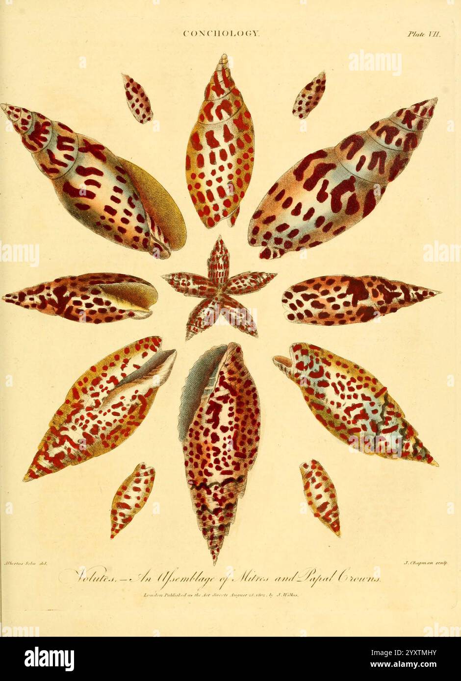 Encyclopaedia londinensis, oder Universal Dictionary of Arts, Sciences and Literature London, gedruckt für den Inhaber von J. Adlard, verkauft im Encyclopaedia Office von J. White und Champante and Whitrow, 1810–1829. Enzyklopädien und Wörterbücher, Mollusken, Bildwerke, Mitra papalis, Hist sci Art, Taxonomie: phylum= Mollusca, Taxonomie: Class= Gastropoda, Conchology, Muscheln, Gastropoden, Mollusca, Wirbellose, Eine wunderschön angeordnete Sammlung verschiedener Muschelschalen, die unterschiedliche Muster und Farben zeigen. Das Display verfügt über eine Reihe von Formen, darunter verlängerte Formen und sternähnliche Formen Stockfoto