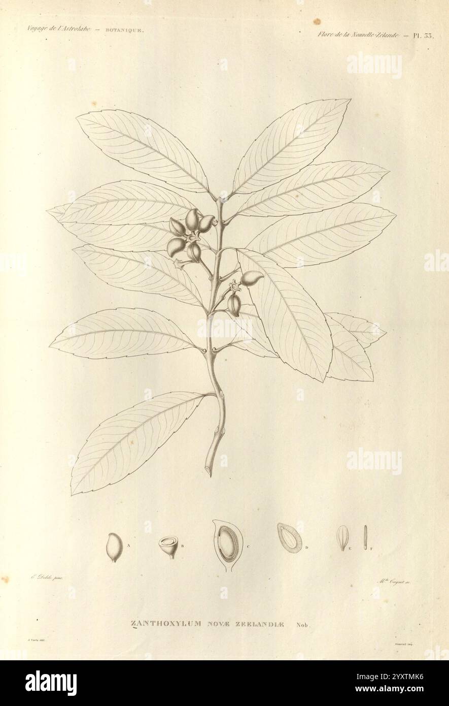 Voyage de la corvette l'Astrolabe Paris J. Tastu 1830-1834.jpg, die Illustration zeigt eine botanische Studie des Zanthoxylum novemsilicum mit einer detaillierten Darstellung seiner Blätter und Reifen Früchte. Die Blätter sind mit einem glatten Rand gestreckt, was ihre symmetrische Anordnung entlang des Stiels verdeutlicht. Unterhalb des Hauptzweigs sind einzelne Früchte dargestellt, die ihre charakteristischen Formen und Texturen zeigen. Insgesamt betont die Zusammensetzung die Merkmale dieser Pflanzenart und dient als wertvolle Referenz für die botanische Identifizierung und Untersuchung. Stockfoto