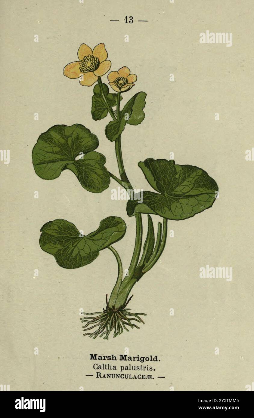Wayside, und Wald, Blüten, London, F, Warne, 1895, Großbritannien, Wildblumen, Identifizierung, Botanik, Caltha, palustris, Eine botanische Illustration des Marsh Marigold, wissenschaftlich Caltha palustris genannt. Die Pflanze hat breite, herzförmige grüne Blätter, die nahe am Boden wachsen und stabile Stängel tragen. Auf diesen Stämmen blühen zarte gelbe Blüten, die mehrere Blütenblätter zeigen, die sich nach außen krümmen. Die Komposition hebt die natürliche Schönheit der Pflanze hervor, wobei die Blüten deutlich positioniert sind und die Zuschauer dazu einladen, ihre bezaubernden Details zu bewundern. Die Abbildung ist beschriftet Stockfoto