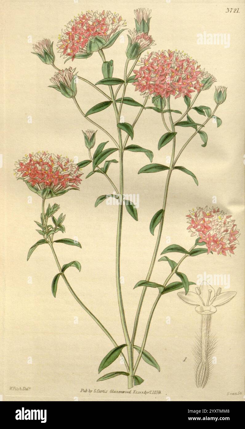 Curtis's, Botanical, Magazin London, New York usw. Botanik, Zeitschriften, Bilder, Werke, Curtis, eine botanische Illustration mit einer Gruppe von leuchtenden rosa und weißen Blumen, gekennzeichnet durch sternförmige Blütenblätter und schlanke grüne Stiele. Die Blüten sind an der Spitze jedes Stängels in abgerundeten Gruppen angeordnet, während grünes Laub die Blüten umrahmt. An der Seite ist eine detaillierte Darstellung einer einzelnen Blume und ihrer Struktur zu sehen, die die empfindliche Anatomie der Blütenblätter und des Zentrums zeigt. Die Gesamtkomposition unterstreicht die Schönheit und Komplexität der Pflanze und betont sowohl ihre Blüte als auch ihre Schönheit Stockfoto