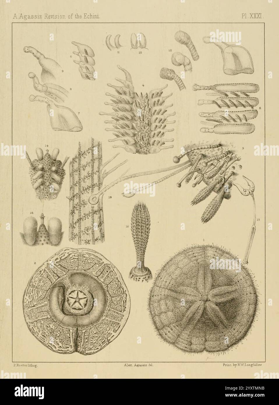Revision des Echini, Cambridge [Mass.], University Press, 1872-1874. Klassifizierung, Echinodermata, Seeigel, Museum für vergleichende Zoologie, diese Illustration zeigt verschiedene anatomische Details und Strukturen von Seeigeln, speziell aus der Klasse Echinoidea. Hervorzuheben sind komplizierte Darstellungen von Wirbelsäulen, Röhrenfüßen und anderen morphologischen Elementen, die verschiedene Arten charakterisieren. Das Arrangement umfasst Nahaufnahmen des Tests des Segels (Shell), die eine zentrale sternähnliche Struktur zeigen, sowie verschiedene Anhänge, die die Anpassung der Kreatur hervorheben Stockfoto