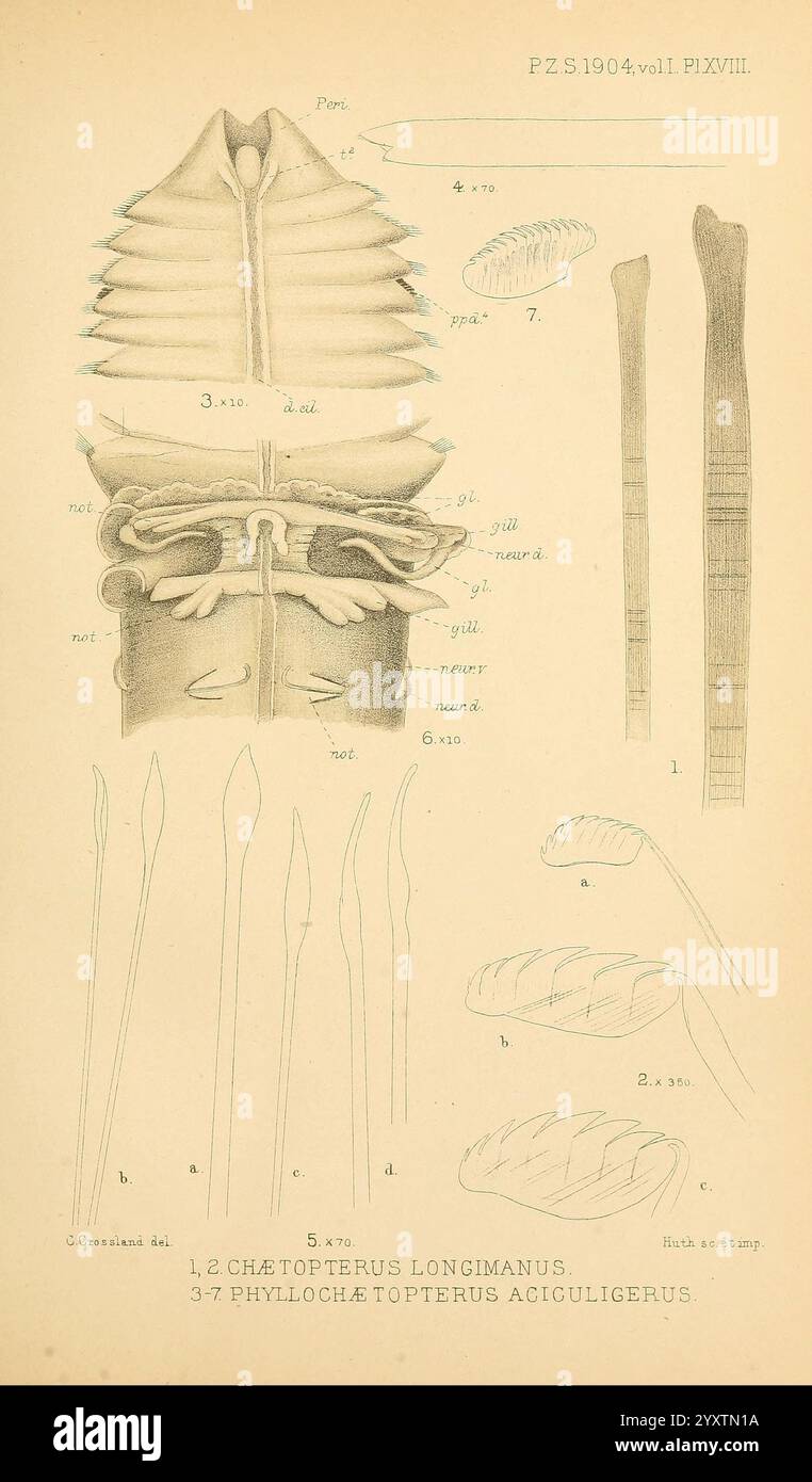 Proceedings of the Zoological Society of London, London, Academic Press, 1833-1965. Dierkunde, Periodika, Zoologie, die Illustration zeigt eine detaillierte anatomische Untersuchung von zwei Arten von Kopffüßern: Chatopterus longimanus und Phyllochaetopterus aciculigerus. Der obere Abschnitt zeigt eine dorsale Ansicht des Chatopterus longimanus und hebt seine ausgeprägte Körperstruktur mit markierten Segmenten und Merkmalen hervor, einschließlich seiner langgestreckten Anhängsel. Unten werden verschiedene Ansichten und Details von Phyllochaetopterus aciculigerus bereitgestellt, die seine einzigartigen Borsten und strukturellen Eigenschaften zeigen, die für wichtig sind Stockfoto