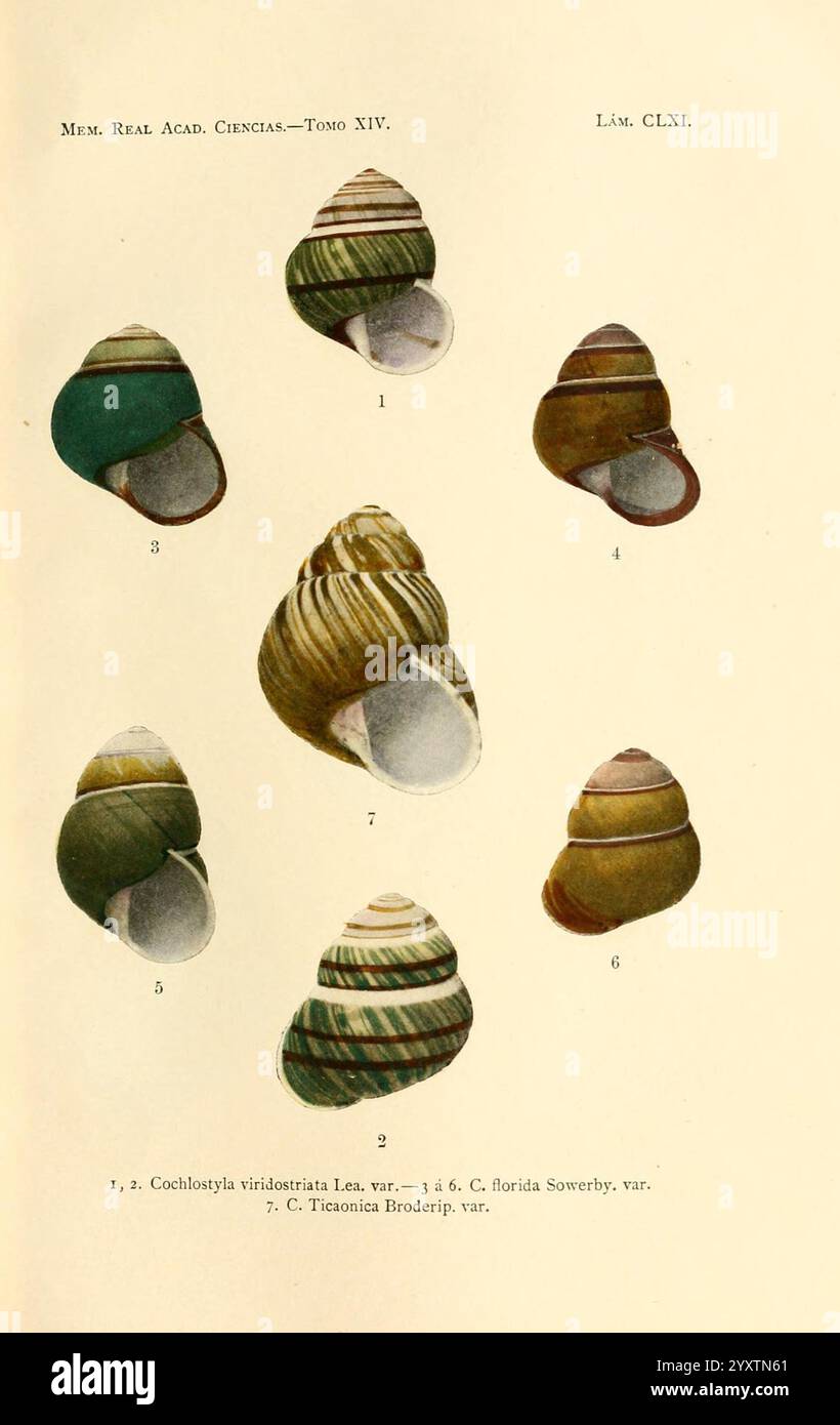 Memorias de la Real Academia de Ciencias Exactas, Fisicas y Naturales de Madrid, Madrid, Impr. Aguado, 1850, Zeitschriften, Wissenschaft, Gesellschaften, Museum of Comparative Zoology, diese Illustration zeigt eine Sammlung von detaillierten Muscheln, die verschiedene Formen und Muster zeigen. Jede Hülle ist nummeriert und aus verschiedenen Winkeln dargestellt, so dass sie eine klare Sicht auf ihre Besonderheiten hat. Die erste Schale, die in der oberen Reihe hervorgehoben wird, zeigt eine glatte, abgerundete Form mit einem spiralförmigen Design, während die anderen einzigartige Farbmuster und Texturen aufweisen. In der Abbildung wird das na hervorgehoben Stockfoto