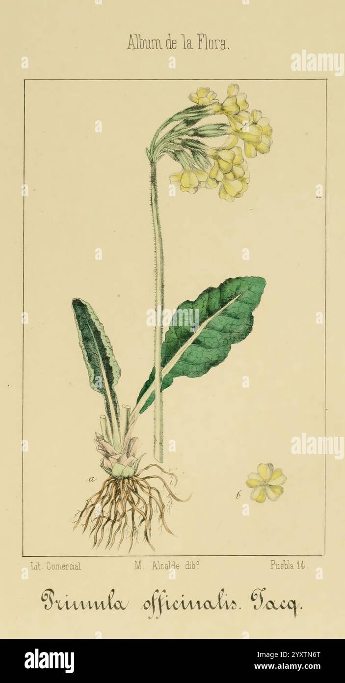 Album de la Flora me?Dico-Farmace?utica e? Industrie, Indi?gena y exo?tica Madrid, impr. De la Galeria literaria, 1862-64. Botanik ökonomische medizinische Pflanzen Bildwerke der New yorker botanische Garten Malcalde, diese Illustration zeigt eine botanische Studie der Primula officinalis, allgemein bekannt als die Primrose. Die Pflanze ist mit ihrer charakteristischen Rosette aus breiten Blättern dargestellt, die aus einer zentralen Basis hervorgehen. Die Wurzeln sind teilweise sichtbar und weisen eine robuste Struktur auf. Über dem Laub blühen zarte gelbe Blüten mit einer fünfblättrigen Formation, wobei jeder Stamm anmutig nach oben bog. Stockfoto