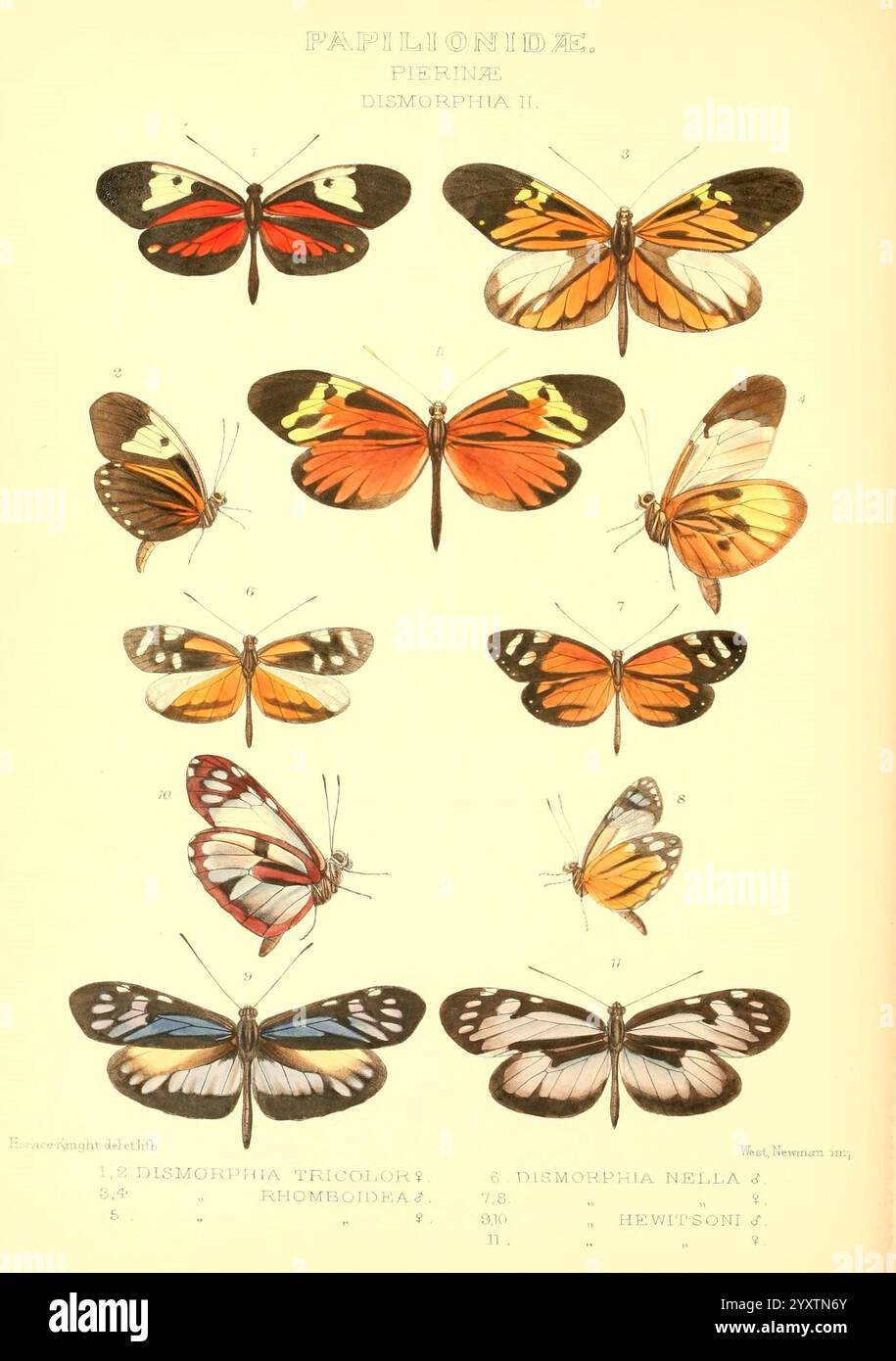 Rhopalocera exotica London Gurney Jackson 1887-1902 Butterflies Butterfly Horace Knight Horace Knight, Eine Sammlung wunderschön illustrierter Schmetterlinge aus der Familie Papilionidae, insbesondere der Gattung Dismorphia. Die Ausstellung zeigt verschiedene Arten, die jeweils einzigartige Flügelmuster und -Farben zeigen. Die Schmetterlinge sind zur Identifizierung nummeriert, mit charakteristischen Markierungen, die ihre Vielfalt hervorheben. Diese pädagogische Darstellung betont die komplizierten Details ihrer Flügel, einschließlich lebendiger Farbtöne und symmetrischer Designs, die die Schönheit der natürlichen Entomologie widerspiegeln. Stockfoto