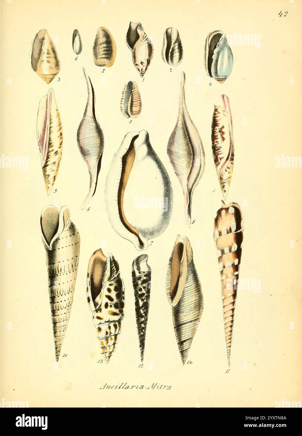 Conchylienbuch, oder, Allgemeine und besondere Naturgeschichte der Muscheln und Schnecken, Stuttgart, Verlag von Krais & Hoffmann, 1855, Mollusks, Pictorial Works, diese Illustration zeigt eine Vielfalt von Muscheln, die jeweils einzigartig geformt und detailreich sind. Die Schalen sind methodisch organisiert, wobei verschiedene Formen präsentiert werden, darunter längliche und spiralförmige Muster, glatte Oberflächen und strukturierte Grate. Jede Muschel ist als Referenz nummeriert, wodurch verschiedene Arten innerhalb der Klasse der Weichtiere hervorgehoben werden. Die Farbpalette ist dezent und unterstreicht das elegante Design dieses natürlichen Formats Stockfoto
