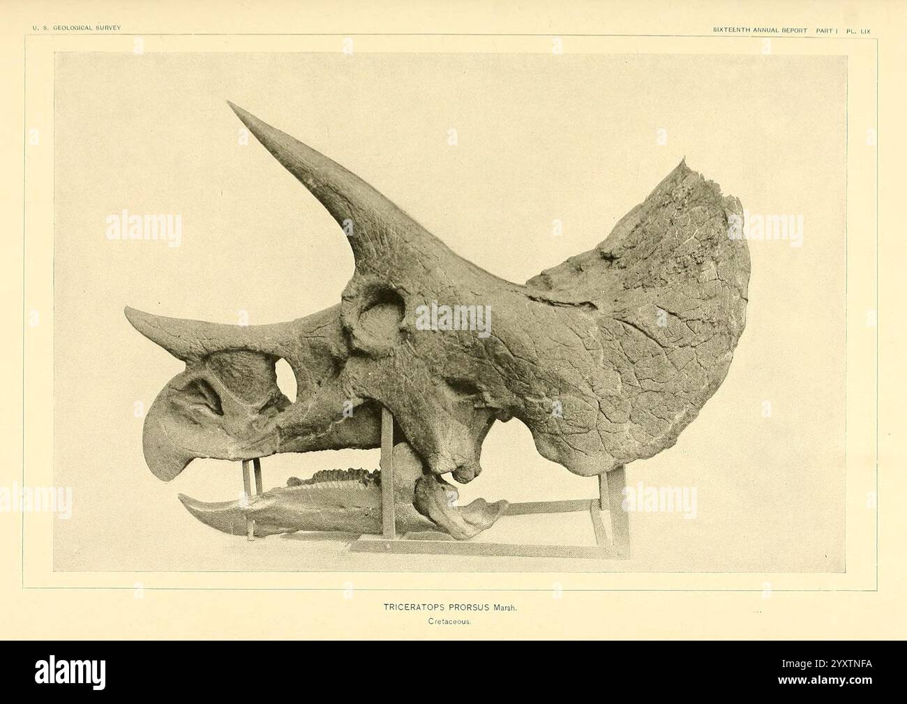 Die Dinosaurier von Nordamerika, Washington, Govt. Print, 1896, Dinosaurier, triceratops, prorsus, das ausgestellte Exemplar zeigt einen triceratops-Schädel, der seinen markanten Rüschen und seine auffälligen Gesichtshörner hervorhebt. Die komplizierten Details der Knochenstruktur zeigen das Alter des Fossils und die bemerkenswerte Erhaltung seiner Merkmale. Der Schädel ist so positioniert, dass er sein einzigartiges Profil betont und zeigt die knöchernen Grate und die Größe der Öffnungen, an denen sich die Augen befinden würden. Der Hintergrund sorgt für einen neutralen Kontrast, der die raue Textur und das Alter des Fossils verbessert Stockfoto