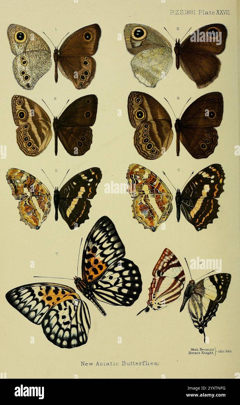 Proceedings of the Zoological Society of London, London, Academic Press, 1833-1965, Dierkunde, Zeitschriften, Zoologie, Schmetterlinge, Insekten, Eine fesselnde Sammlung von verschiedenen Schmetterlingsarten, sorgfältig zur Beobachtung angeordnet. Die Illustration zeigt unterschiedliche Muster, Farben und Flügelformen, die die Vielfalt der neuen asiatischen Schmetterlinge unterstreichen. Jeder Schmetterling ist mit einer numerischen Kennung gekennzeichnet, die einen einfachen Bezug zu seinen einzigartigen Merkmalen ermöglicht. Diese visuelle Studie hebt die komplizierten Details ihrer Flügel hervor, einschließlich auffälliger Augenflecken und komplizierter Markierungen, die sich auf die Flügel beziehen Stockfoto