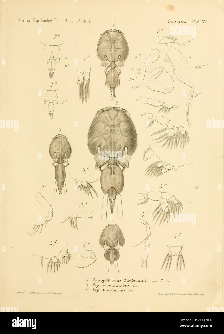 Reise der österreichischen Fregatte Novara Wien Kaiserlich 1861-75.jpg, die Illustration zeigt eine detaillierte anatomische Untersuchung eines Meeresorganismus, möglicherweise eines Kopffüßchens, mit beschrifteten Teilen, die verschiedene äußere und innere Merkmale hervorheben. Mehrere Ansichten zeigen die Körperstruktur, einschließlich dorsaler und ventraler Aspekte, sowie verschiedene Anhängsel wie Tentakel und Arme. Jedes Teil ist sorgfältig mit entsprechenden Nummern versehen, die die spezifischen anatomischen Elemente für pädagogische oder wissenschaftliche Zwecke angeben. Das Layout betont Klarheit und Präzision, typisch für Scie des 19. Jahrhunderts Stockfoto