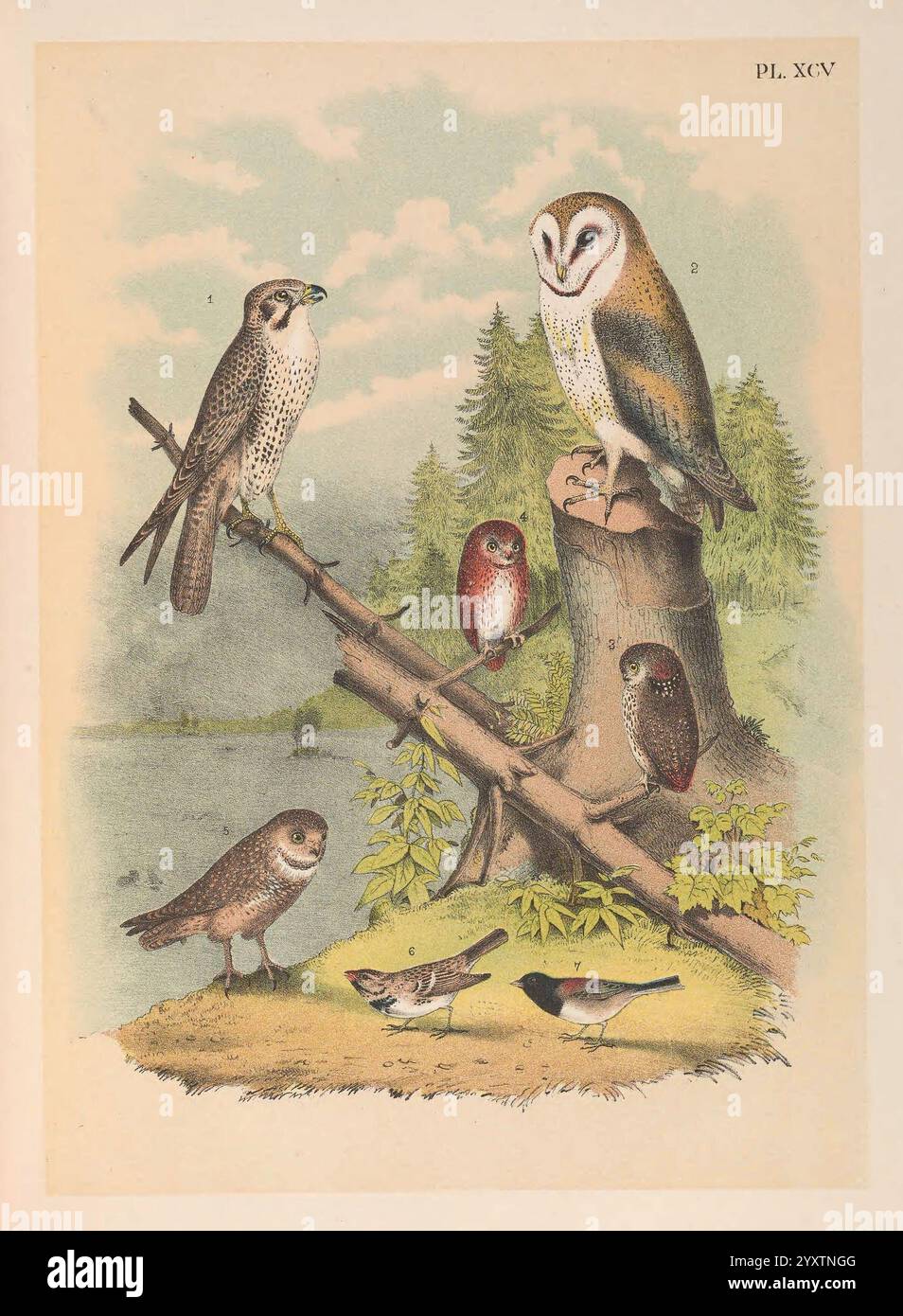 The Birds of North America New York, 1903, Birds, North America, malerische Werke, falco mexicanus, Präriefalke, tyto alba, Scheunenkeule, glaucidium californicum, Zwergkauz, glaucidium brasilianum, eisenhaltige Zwergkauz, athene cunicularia, Grabkauz, zonotrichia querula, harris-Spatzen, Junco hyemalis, dunkeläugiger Junco Oregon, Eine vielfältige Gruppe von Eulen und ein kleiner Vogel werden in einer natürlichen Umgebung dargestellt. In der Mitte thront eine majestätische Scheuneneule auf einem Baumstumpf und zeigt ihr unverwechselbares herzförmiges Gesicht und markantes Gefieder. Um sie herum gibt es verschiedene kleinere Eulenarten Stockfoto