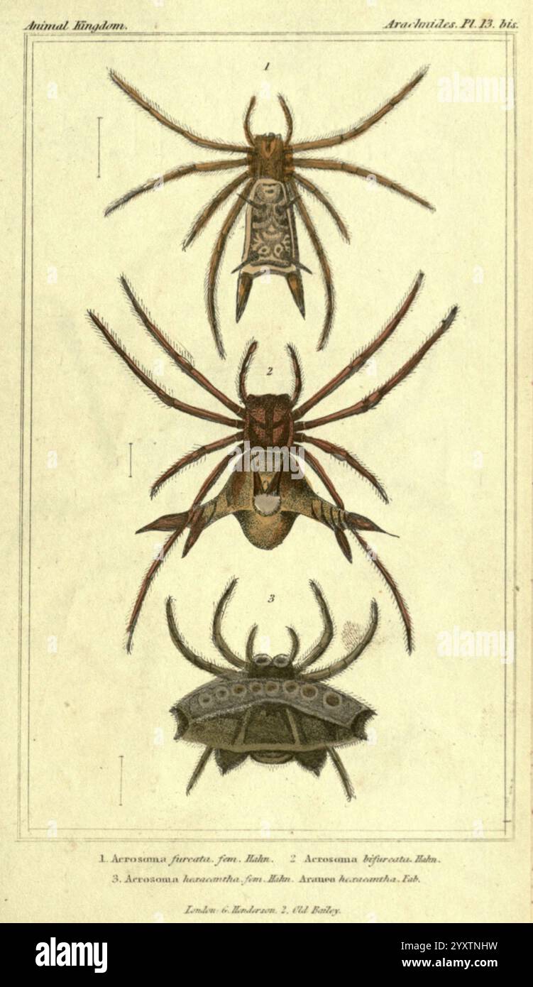 Das Tier, das Königreich, angeordnet, an ITS, Organisation, London, G, Henderson, 1834, London, London, diese Illustration zeigt drei verschiedene Arten von Spinnen, die der Gattung Araneae zugeordnet sind. Jede Spinne wird detailliert und künstlerisch dargestellt und zeigt ihre einzigartigen physischen Eigenschaften. Die erste Spinne an der Spitze zeigt komplizierte Muster auf ihrem Körper, die ihre markante Farbe und Struktur betonen. Die zweite Spinne, die in der Mitte positioniert ist, hat ein markantes und markantes Design, mit einem auffälligen Schwerpunkt auf Kopfhöhlenbein und Bauch. Die dritte Spinne bei t Stockfoto