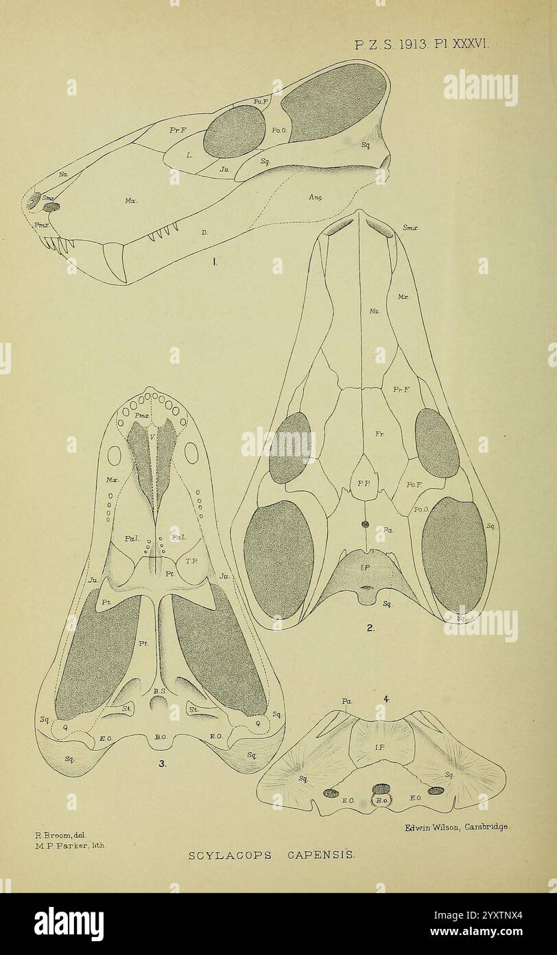 In dieser Illustration wird ein detailliertes anatomisches Diagramm des Schädels von Scyliorhinus capensis, bekannt als Kapkathai, dargestellt. Das Bild zeigt mehrere Ansichten des Schädels, einschließlich einer dorsalen, ventralen und lateralen Perspektive, wobei verschiedene Merkmale wie Kiefer, Zahnanordnungen und Schädelstrukturen hervorgehoben werden. Es sind Anmerkungen vorhanden, um bestimmte Knochen und anatomische Orientierungspunkte zu identifizieren, die einen Einblick in die Morphologie dieser Art geben. Das Diagramm ist eine wertvolle Ressource Stockfoto