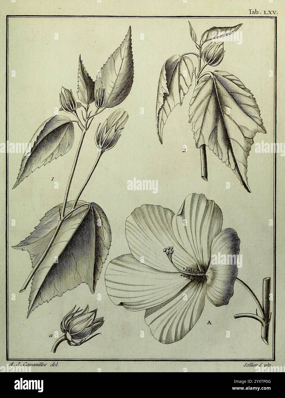 Monadelphiae, Classis, Dissertationes, Decem, Parisiis, apud F.A. Didot, 1785-1790, Pflanzen, Spermatophyten, Bildwerke, die Abbildung zeigt detaillierte botanische Darstellungen einer blühenden Pflanze. Im oberen Teil sind zwei Blüten neben ihren jeweiligen Blättern dargestellt, die die komplexen Venenmuster und die Textur des Laubs zeigen. Die größere Blüte, die deutlich sichtbar dargestellt wird, zeigt zierliche, mehrschichtige Blütenblätter mit einem auffälligen zentralen Stamen, der die Fortpflanzungseigenschaften unterstreicht. Jedes Element wird akribisch gerendert und erfasst die natürlichen Formen und Anatomie des Pl Stockfoto