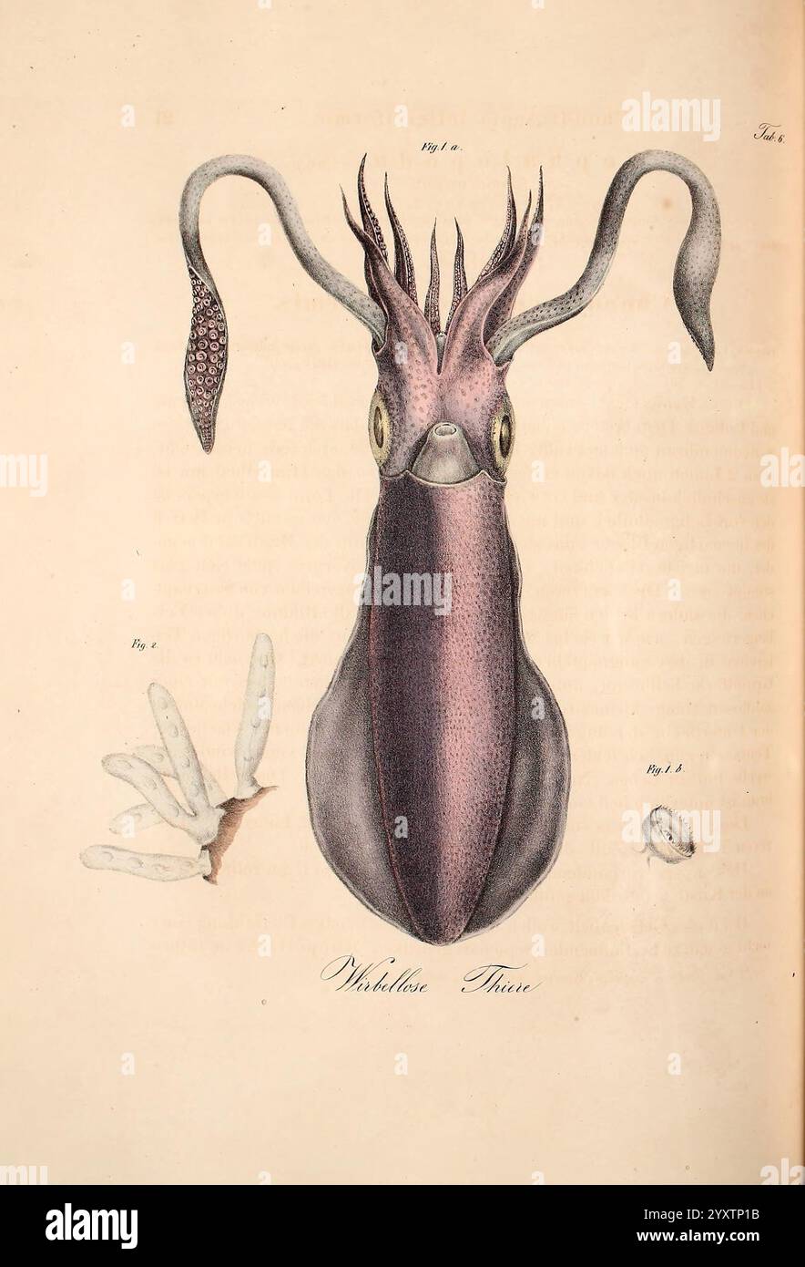 Atlas zu der Reise im nördlichen Afrika Frankfurt am Main Gedruckt und in Commission bei Heinr. Ludw. Brönner 1826-1828 Rotes Meer Fische Zoologie Marine Animals Africa North zeigt die Abbildung eine detaillierte Darstellung eines bemerkenswerten Kopffüßchens, der seinen langgestreckten Körper, seine großen Augen und seine charakteristischen Tentakel zeigt. Die stromlinienförmige Form des Tintenfischs wird durch seine satte Farbgebung betont, in der sich violette Farbtöne in subtilere Farbtöne verschmelzen und seine einzigartige Anatomie unterstreichen. Neben der Hauptfigur befinden sich kleinere Abbildungen, die möglicherweise die Rippenstruktur und andere anatomische Merkmale darstellen, die beschriftet sind Stockfoto