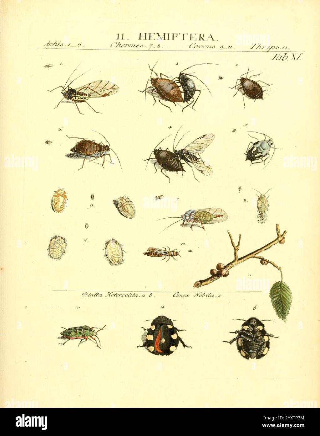 Dr. Sulzer's Abgekürzte Geschichte der Insecten Winterthur, Bey H. Steiner, 1776, Krustentiere, Insekten, Bildwerke, Arthropoda, Eine detaillierte Illustration, die verschiedene Arten innerhalb der Hemiptera-Ordnung zeigt, allgemein bekannt als wahre Käfer. Die Ausstellung umfasst eine Reihe von Insekten wie Blattläuse, Zikaden und Blatthopper, die alle sorgfältig mit ihren wissenschaftlichen Namen gekennzeichnet sind. Die Komposition bietet detaillierte Darstellungen ihrer anatomischen Merkmale, die einen Einblick in ihre unterschiedlichen Formen und Anpassungen geben. Zusätzlich ist ein Zweig dargestellt, der mit einigen Insekten geschmückt ist und deren Na hervorhebt Stockfoto