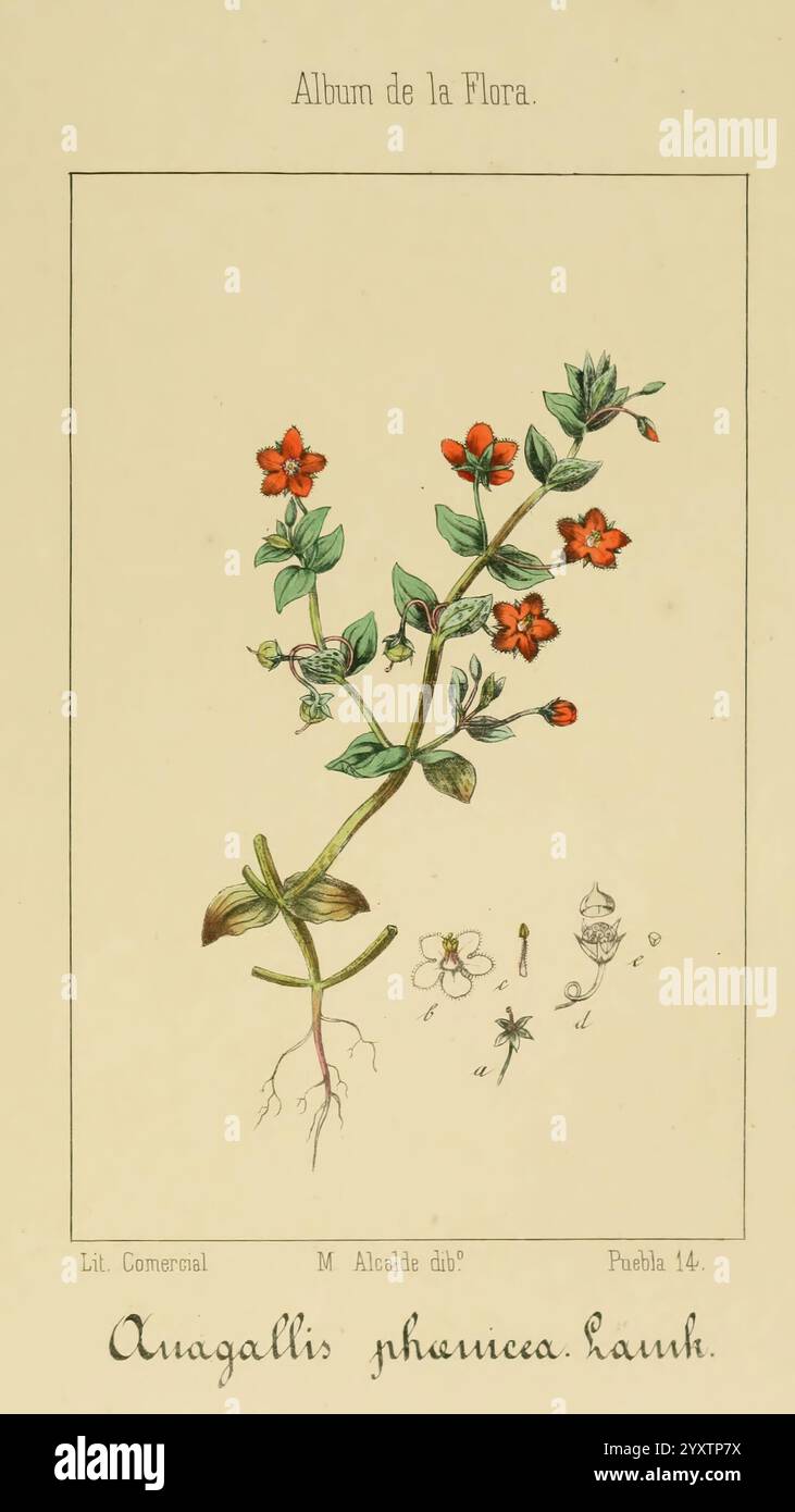 Album de la Flora me?Dico-Farmace?utica e? Industrielle Indi?gena y exo?tica Madrid impr. De la Galeria literaria, 1862-64 Botanik, Wirtschaft, Heilpflanzen, Bildwerke, der New York Botanical Garden, Malcalde, zeigt eine botanische Darstellung von Anagallis phaeocephala, einer blühenden Pflanze, die für ihre leuchtenden roten Blüten bekannt ist. Die Hauptpflanze ist mit detaillierten Blättern und Wurzeln dargestellt, die ihre Struktur zeigen. Die zentrale Darstellung umgibt kleinere Skizzen, die verschiedene Stufen und Teile der Pflanze darstellen, darunter Blumen in verschiedenen Formen und Größen. Die künstlerische Wiedergabe Stockfoto
