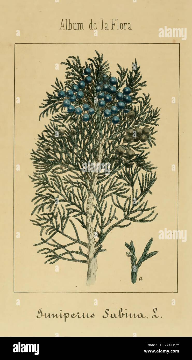 Album de la Flora me?dico-farmace?utica e Industrial, indi?gena y exo?tica, Madrid, Impr. De la Galeria literaria, 1862-64, Heilpflanzen, Bildwerke, Botanik, die Illustration zeigt eine detailreiche Darstellung einer Pflanze von Juniperus sabina L., die ihre charakteristischen nadelförmigen Blätter und Haufen von tiefblauen Beeren zeigt. Die Pflanze ist in einem naturalistischen Stil dargestellt und betont ihr markantes Laub und ihre Früchte. Unterhalb der Pflanze ist die wissenschaftliche Klassifizierung deutlich gekennzeichnet, sodass die Zuschauer wichtige Informationen über ihre taxonomische Identität erhalten. Dieses Bildmaterial erfasst die Stockfoto