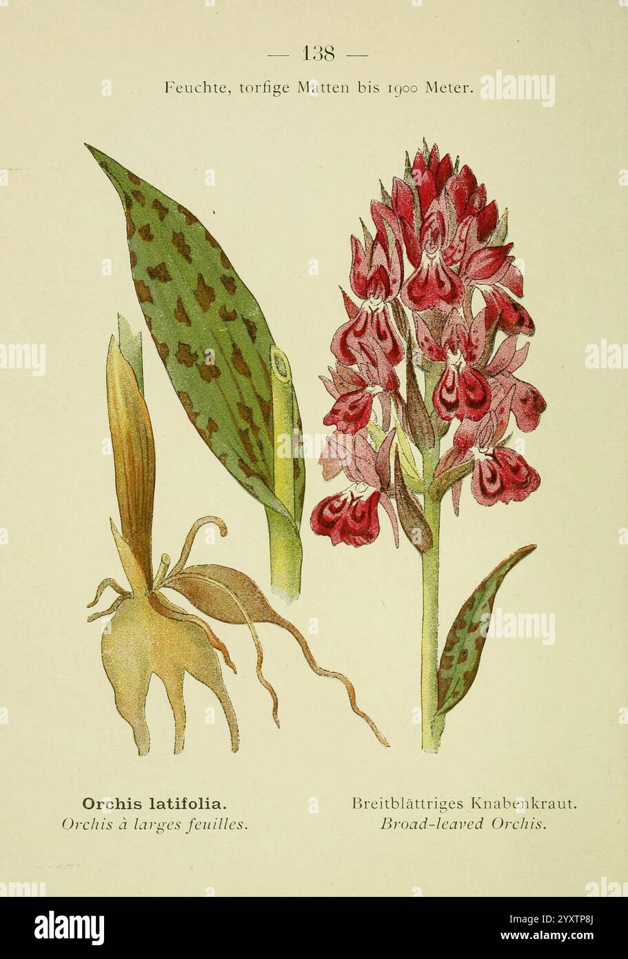 Alpen-Flora, Heidelberg, C. Winter, 1906, alps, Bergpflanzen, Bildwerke, breitblättrige Orchideen, Blume, mit zwei verschiedenen Orchideenarten, die Illustration zeigt die eleganten Details und Eigenschaften jeder einzelnen. Auf der linken Seite ist die Orchis latifolia**, bekannt für ihre breiten Blätter, mit ihrer einzigartigen Blumenstruktur im Vordergrund dargestellt. Auf der rechten Seite ist die **Breitblattiges Knabenkräut** in voller Blüte dargestellt, die ihre komplizierte Anordnung von Blüten und ihre auffällige Färbung unterstreicht. Die Blätter und Blüten sind akribisch verziert, betonen Stockfoto