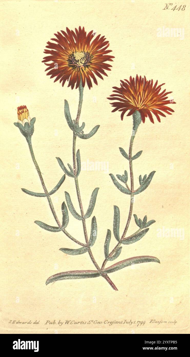 The Botanical Magazine, oder Flower-Garden Displays , 1790-1800 Botanical Periodicals Pictorial Works Curtis, diese Illustration zeigt eine blühende Pflanze mit lebhaften Blüten, die aus zahlreichen schmalen Blütenblättern besteht, die ein auffälliges Arrangement bilden. Die Pflanze hat lange, schlanke grüne Stiele und einige kleinere Knospen, die noch blühen, was auf ihr Wachstumstadium hinweist. Die Blätter sind lanzettartig und weisen eine strukturierte Oberfläche und eine auftauchende Silhouette auf, die der Komposition Tiefe verleiht. Die detaillierte Darstellung zeigt die natürliche Schönheit und die Feinheiten der Pflanze und feiert die Kunst der botanischen Illustrationen Stockfoto