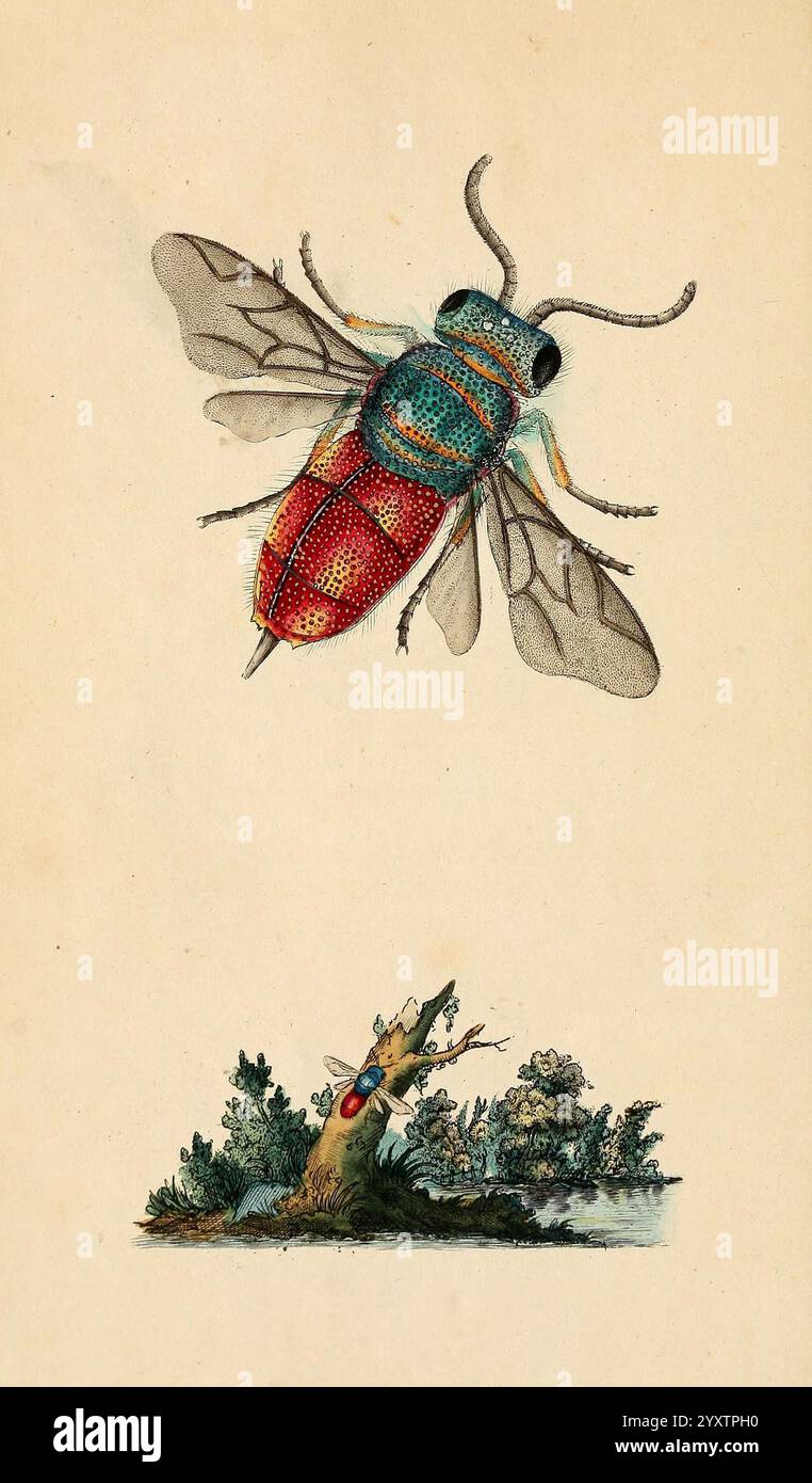 The Natural History of British Insects London, gedruckt für den Autor und für F. und C. Rivington, 1792-1813, Großbritannien, Insects, Pictorial Works, Edward Donovan, Chrysis Ignita, Arthropoda, Arthropoden, Rubinschwanzwäscher, Entomologie, Wespen, Hist Sci Art, Edward Donovan, Großbritannien., ein aufwändig illustriertes Insekt mit lebhafter Färbung, zeigt deutlich einen hellroten Bauch mit komplizierten Mustern, ergänzt durch schillernden blauen und grünen Thorax und Kopf. Die zarten, transparenten Flügel weisen feine Aderdetails auf, die ihre anmutige Form unterstreichen. Unter dem Insekt, ein Stift Stockfoto