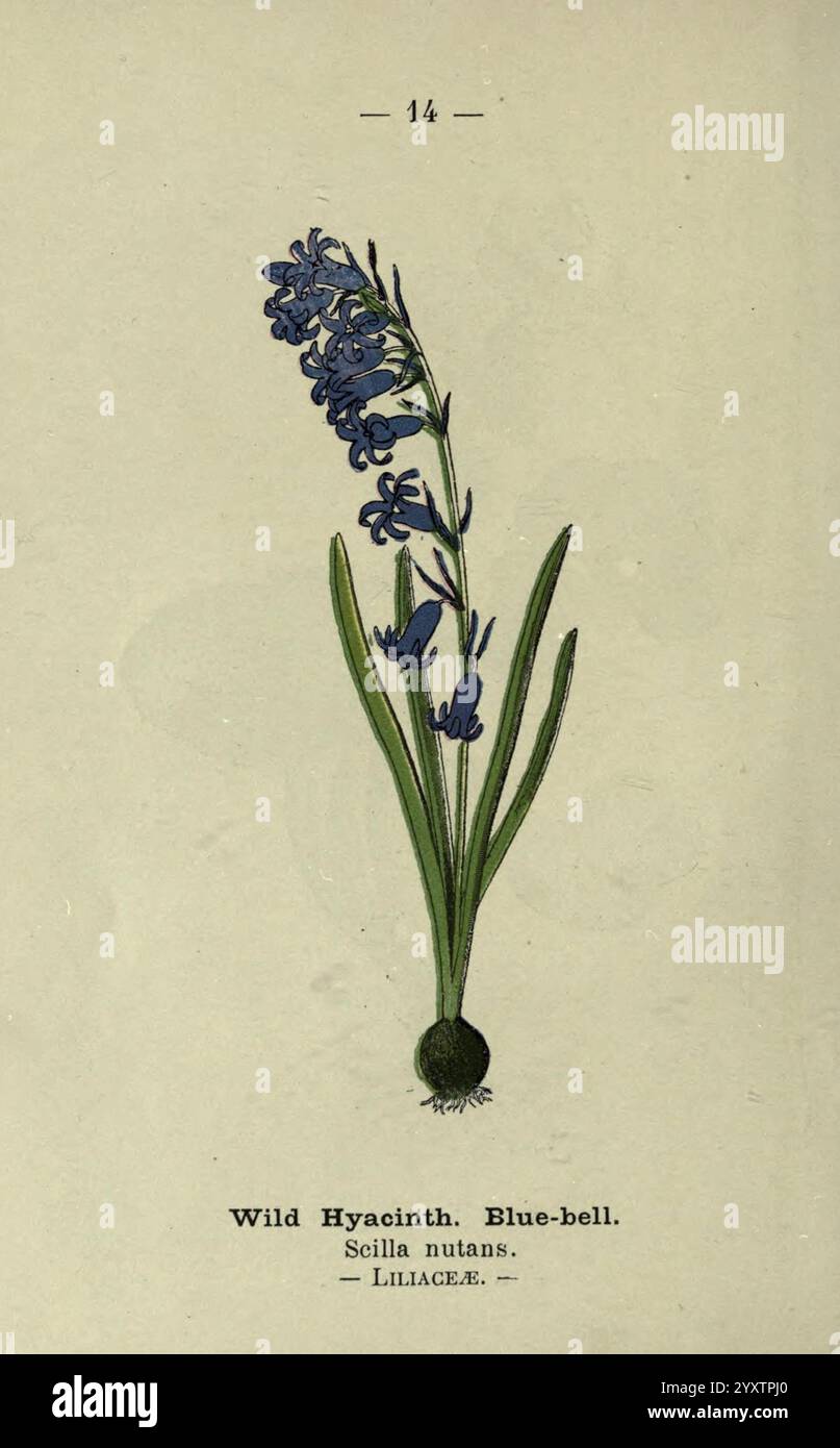 Wayside and Forest blüten, London, F. Warne, 1895, Großbritannien, Wildblumen, Identifizierung, Botanik, Hyacinthoides non-scripta, diese Illustration zeigt eine zarte wilde Hyazinthe, auch bekannt als Blauglocke, dargestellt mit schlanken grünen Blättern und einer Gruppe von leuchtend blauen Blumen. Das Arrangement zeigt die komplizierten Details der Blütenblätter und verleiht der Gesamtkomposition einen Hauch von Eleganz. Die botanische Beschreibung identifiziert die Pflanze als Scilla nutans, die zur Familie der Liliaceae gehört und ihre natürliche Schönheit und ihren Charme im Kontext der wilden Flora betont. Stockfoto